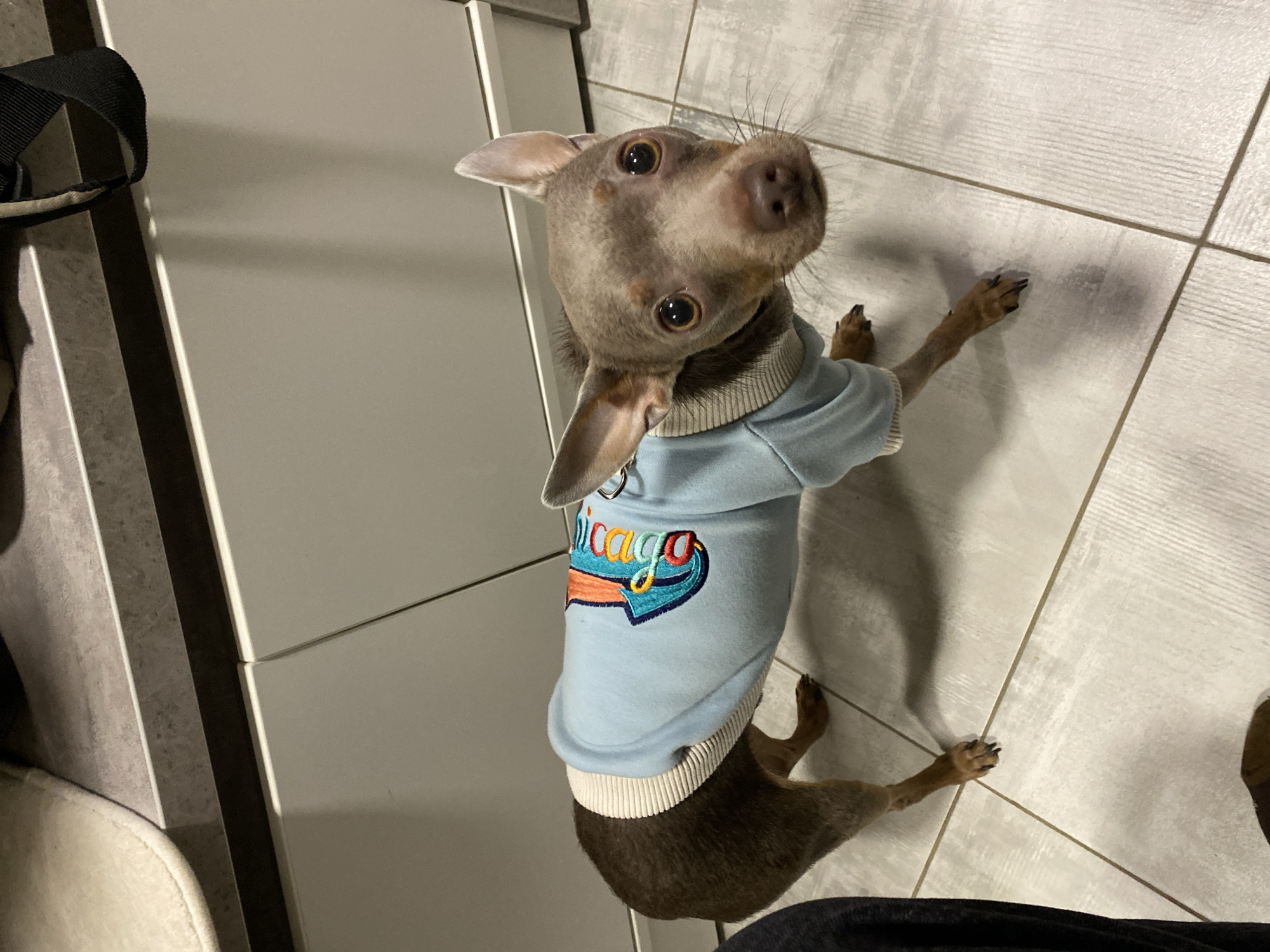A small, brown Italian Greyhound dog wearing a light blue sweatshirt with a "Chicago" logo on it stands on a tiled floor. The dog is looking up at the camera. The sweatshirt has a white ribbed collar and hem. A light-colored cabinet is visible on the left side of the image. A black bag hangs on the side of the cabinet. The floor is made of square, light-colored tiles with dark grout lines. Part of a person's leg is visible in the bottom right of the image. The location in the city of Chaikovsky, Russia, is not discernible from the image.