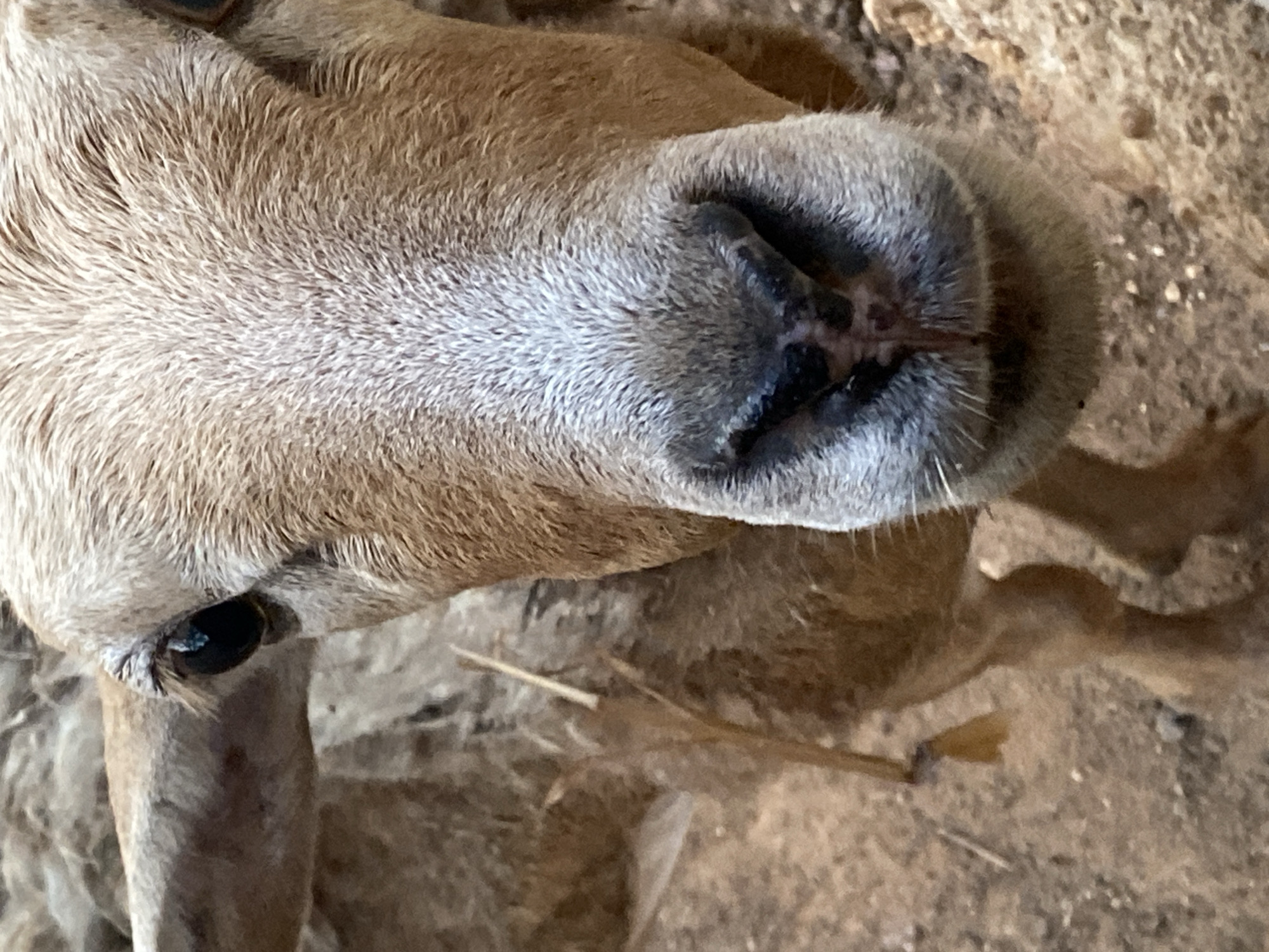 Close-up of a tan and grey cow's face and snout. An eye is visible in the upper left portion of the frame. The background is a tan, earthy color. The image was taken in Tinaquillo, Venezuela.