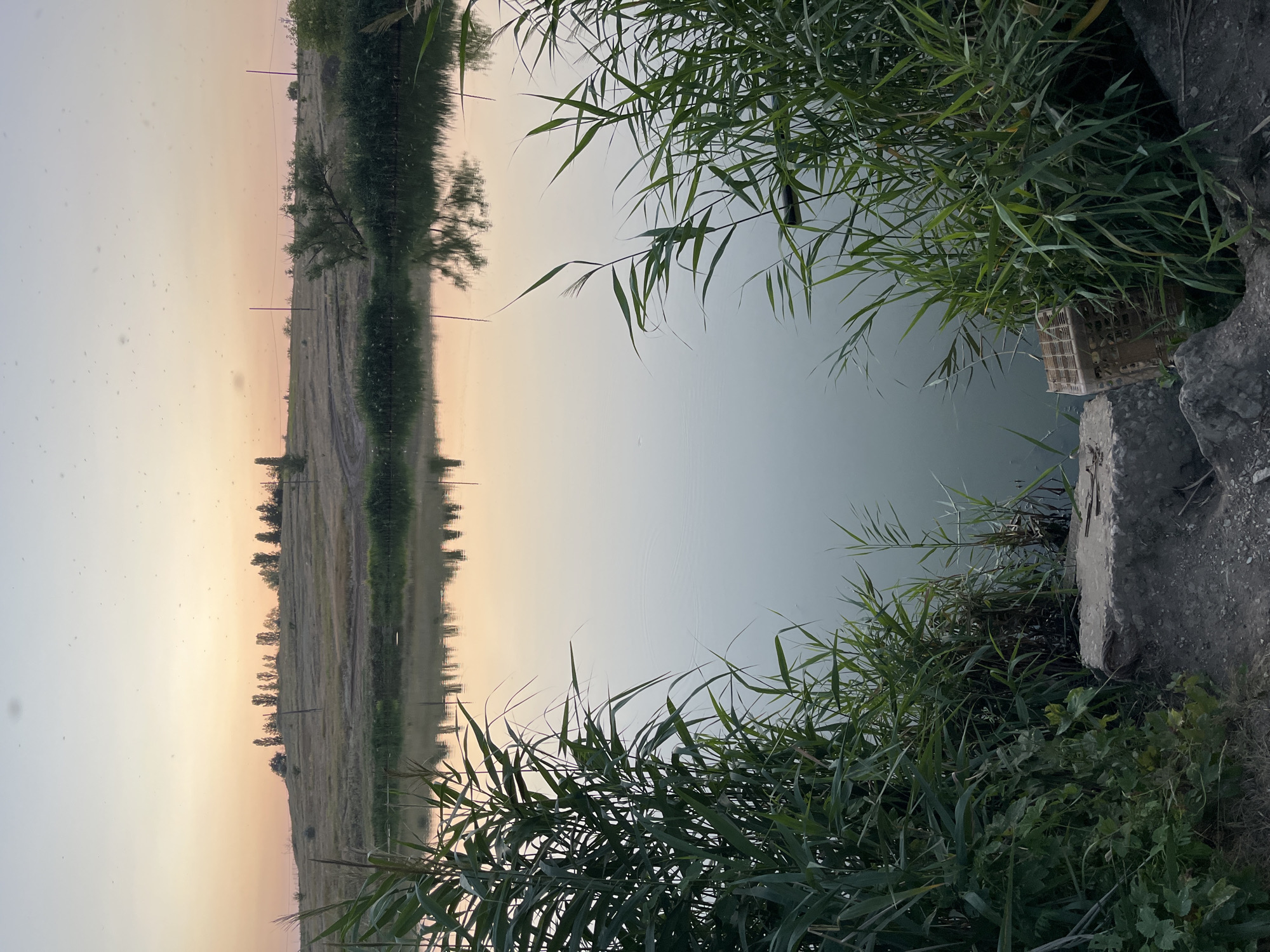 The image depicts a serene natural landscape at dusk, likely near the Volga River in Saratov, Russia. In the foreground, tall, green reeds line the bank of a calm body of water, their reflections faintly visible on the surface. The water itself is a soft, muted gray, with gentle ripples disturbing its otherwise smooth facade. The middle ground reveals a gentle, grassy hill, dotted with sparse trees and the remnants of a dirt track winding its way towards the summit. The sky above transitions from a pale, dusty orange near the horizon to a pale blue at its zenith, with scattered, dark specks that could be insects or dust. The overall atmosphere is tranquil and natural, suggesting an unpopulated area.