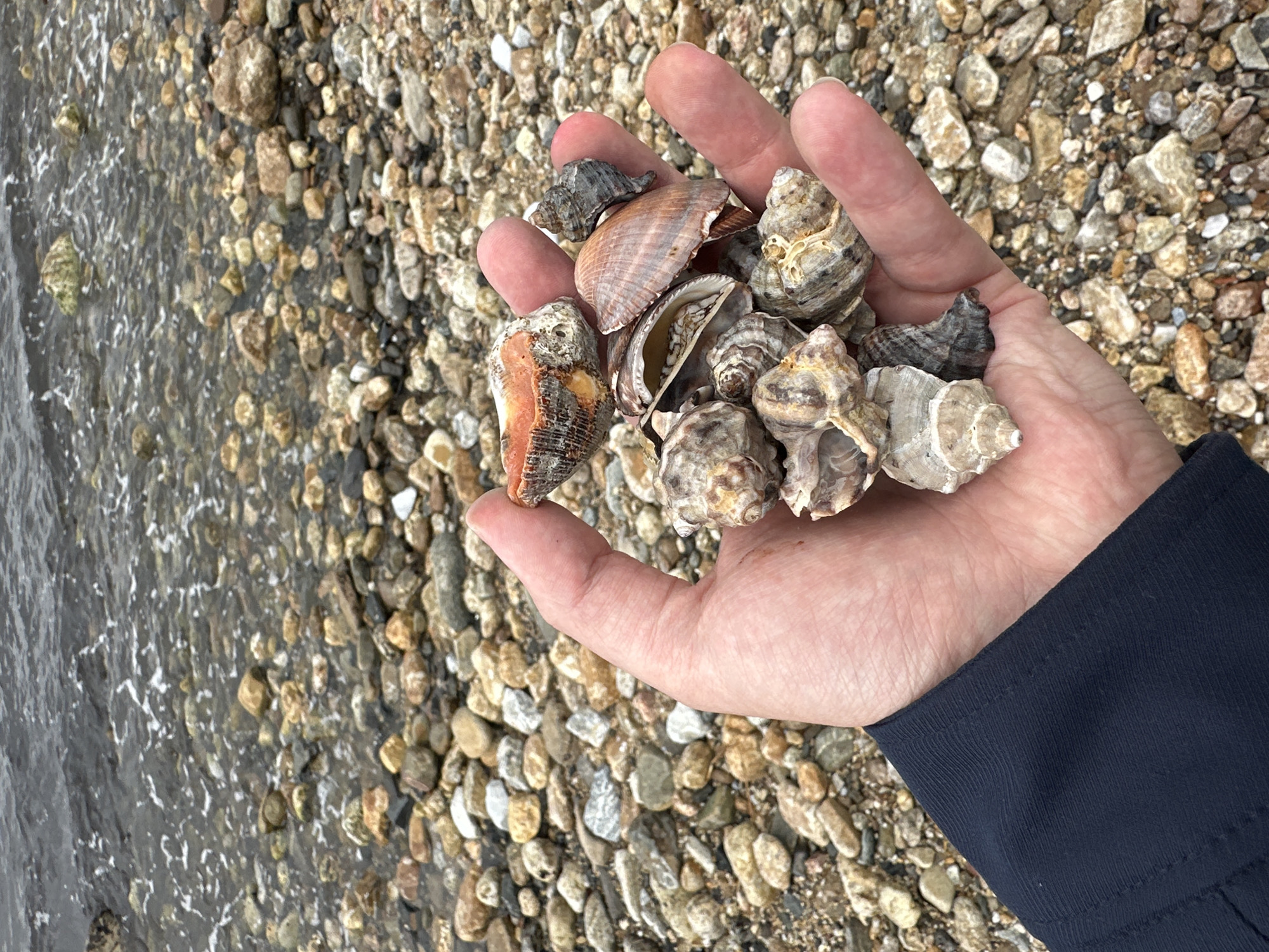 A person holds a handful of seashells in their open palm, the sleeve of a dark blue garment visible on the right side of the frame. The background consists of a beach with pebbles and small stones, transitioning to a body of water on the left. The image suggests the person is on a beach or near the shoreline. Although the location is mentioned as Ολυμπιάδα, Greece, there is no visible element in the image that confirms this specific location. Therefore, the location is only a contextual, but not visual, element.