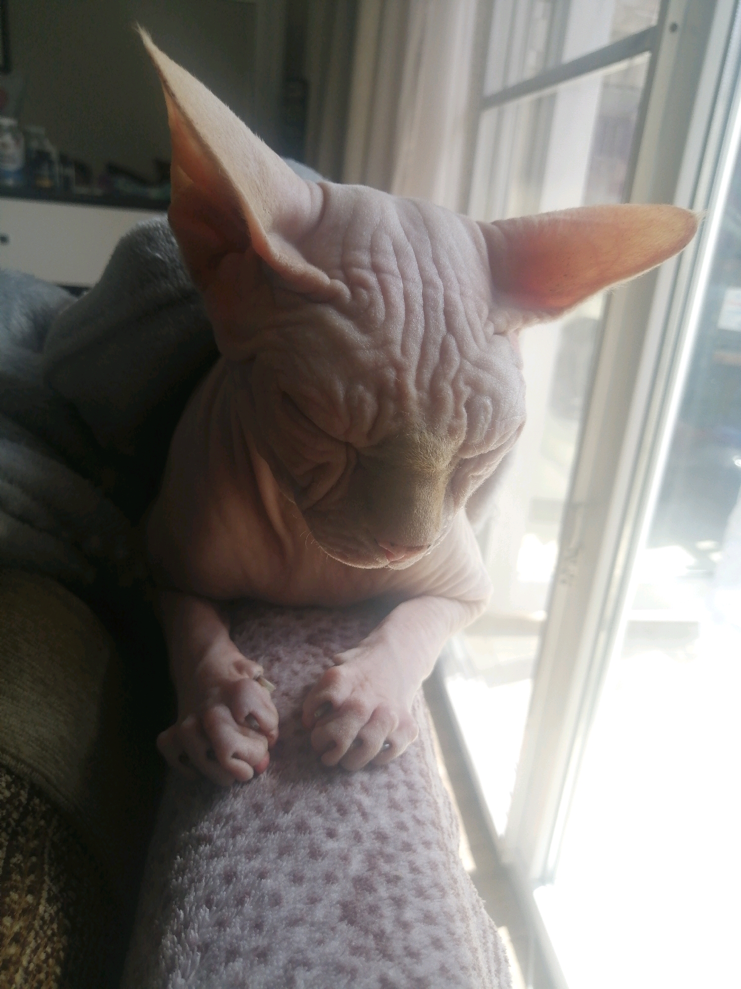 An indoor medium shot shows a hairless cat, likely a Sphynx, resting on a blanket with its eyes closed. The cat's skin is wrinkled and pale pink. Its front paws are resting on the blanket, with its toes curled. The cat is draped in a gray blanket, partially obscuring its body. The background is out of focus, but appears to be an indoor setting with a window that lets in bright natural light. There are no discernible city landmarks or features of Batumi, Georgia visible in the image.