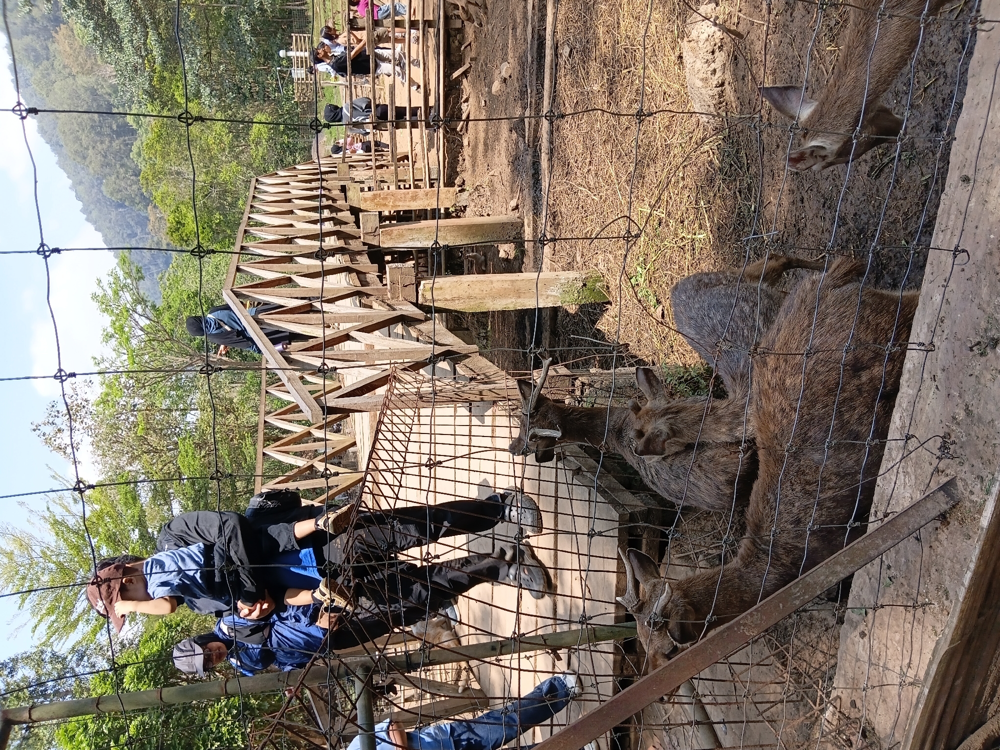 In Ciburial, Indonesia, a group of deer are seen in an enclosure, with a wooden bridge visible in the background. The deer are brown and have short antlers. They are standing on muddy ground, with dry grass scattered around. In the foreground, a wire fence separates the viewer from the deer. A person is carrying a child, with another person standing beside them, on a wooden walkway behind the fence. Several other people are walking on the bridge and in the background. The environment appears to be a zoo or wildlife park, with lush green trees and a mountain in the distance. The sky is clear and the sun is shining.