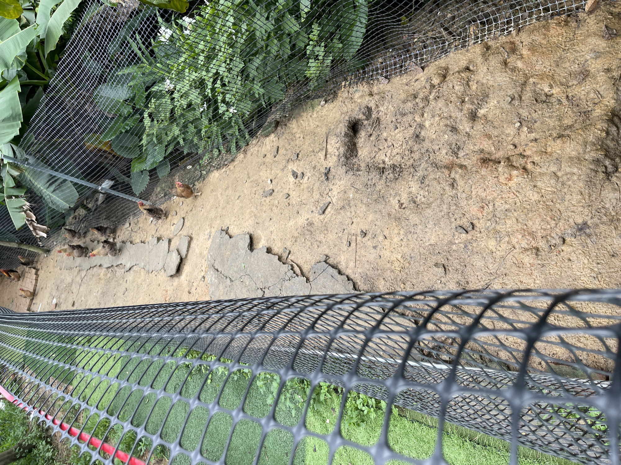 This is a high-angle, full shot of a fenced enclosure for chickens in Panyu District, China. The enclosure has a dirt and concrete floor with patches of greenery visible through a black plastic mesh fence in the foreground and a finer wire mesh fence in the background. Several chickens, including adult hens and chicks, are scattered across the dirt and concrete area, some pecking at the ground. Lush green foliage, likely banana leaves, is visible behind the wire mesh fence in the upper left corner, suggesting a tropical or subtropical environment. The ground appears somewhat uneven with areas of dried mud and what looks like a footprint. The lighting suggests it is daytime. The scene is domestic and appears to be a chicken run or coop. No text is visible in the image.