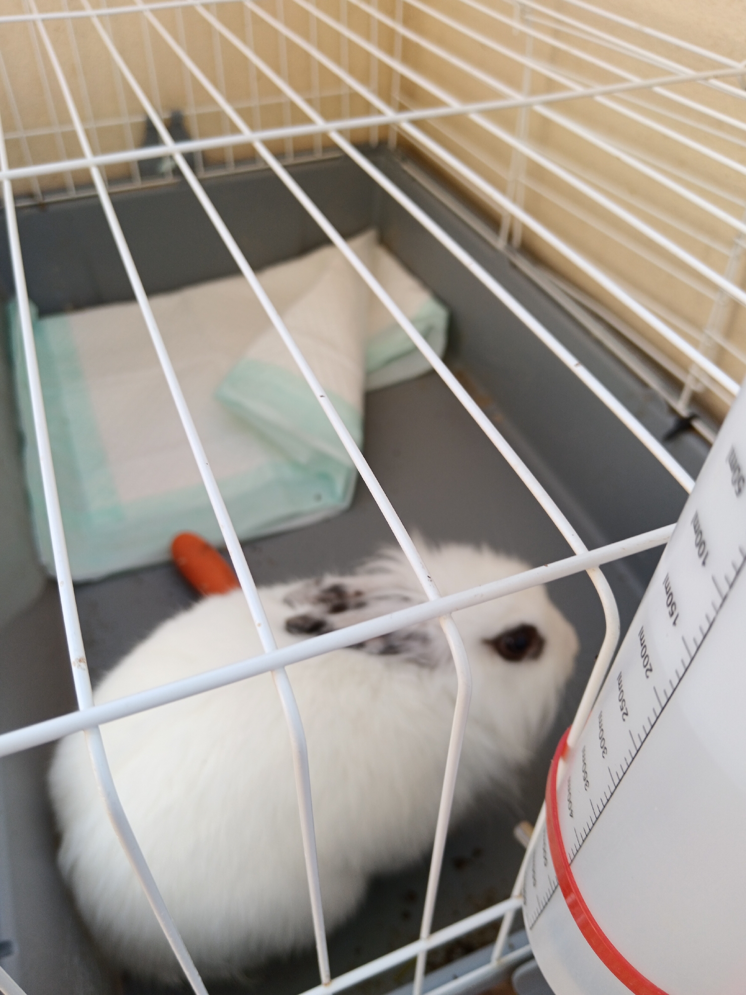 A white rabbit with black markings on its back and ears is inside a white wire cage. The rabbit is lying down, and its head is visible. A portion of a carrot is lying near the rabbit's head. In the background, there is a grey tray lined with a white absorbent pad. A white water bottle with measurement markings is attached to the cage on the right side. The cage is set up in an indoor environment, with a wooden or beige wall visible in the background. The scene appears to be domestic.