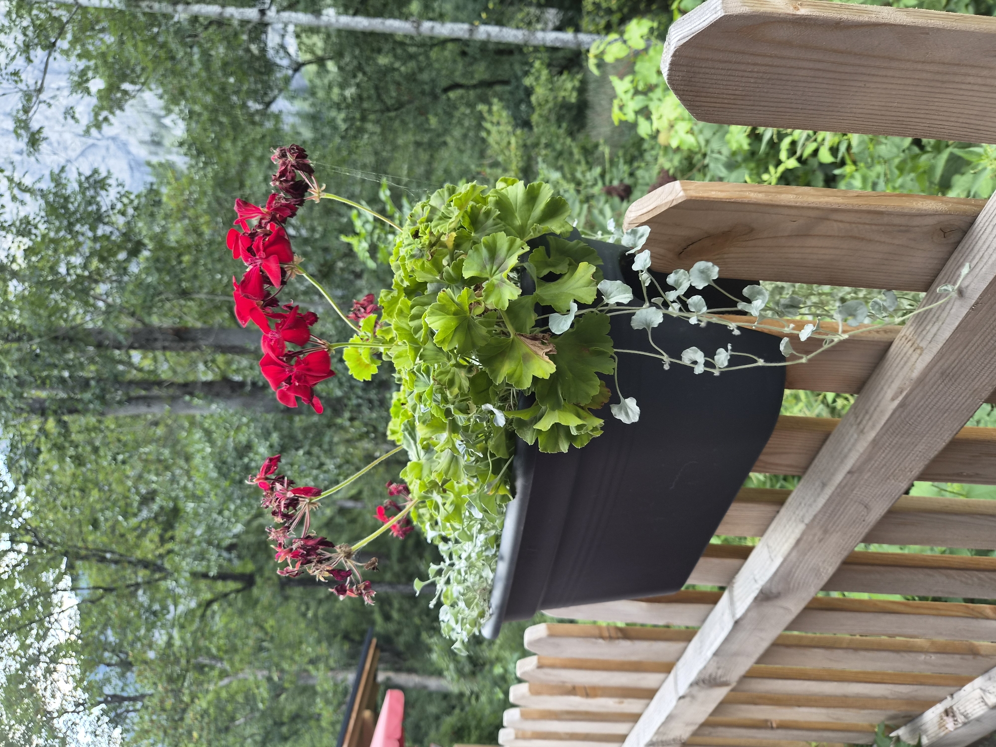 A dark brown plastic planter box filled with bright green foliage and red geraniums is mounted on a light brown wooden picket fence. The fence is situated outdoors, with lush green trees and vegetation in the background, suggesting a natural, possibly mountainous, setting. A hint of a building with a red umbrella is visible to the left. The image appears to be taken in Eisenerz, Austria, given the context of the question.