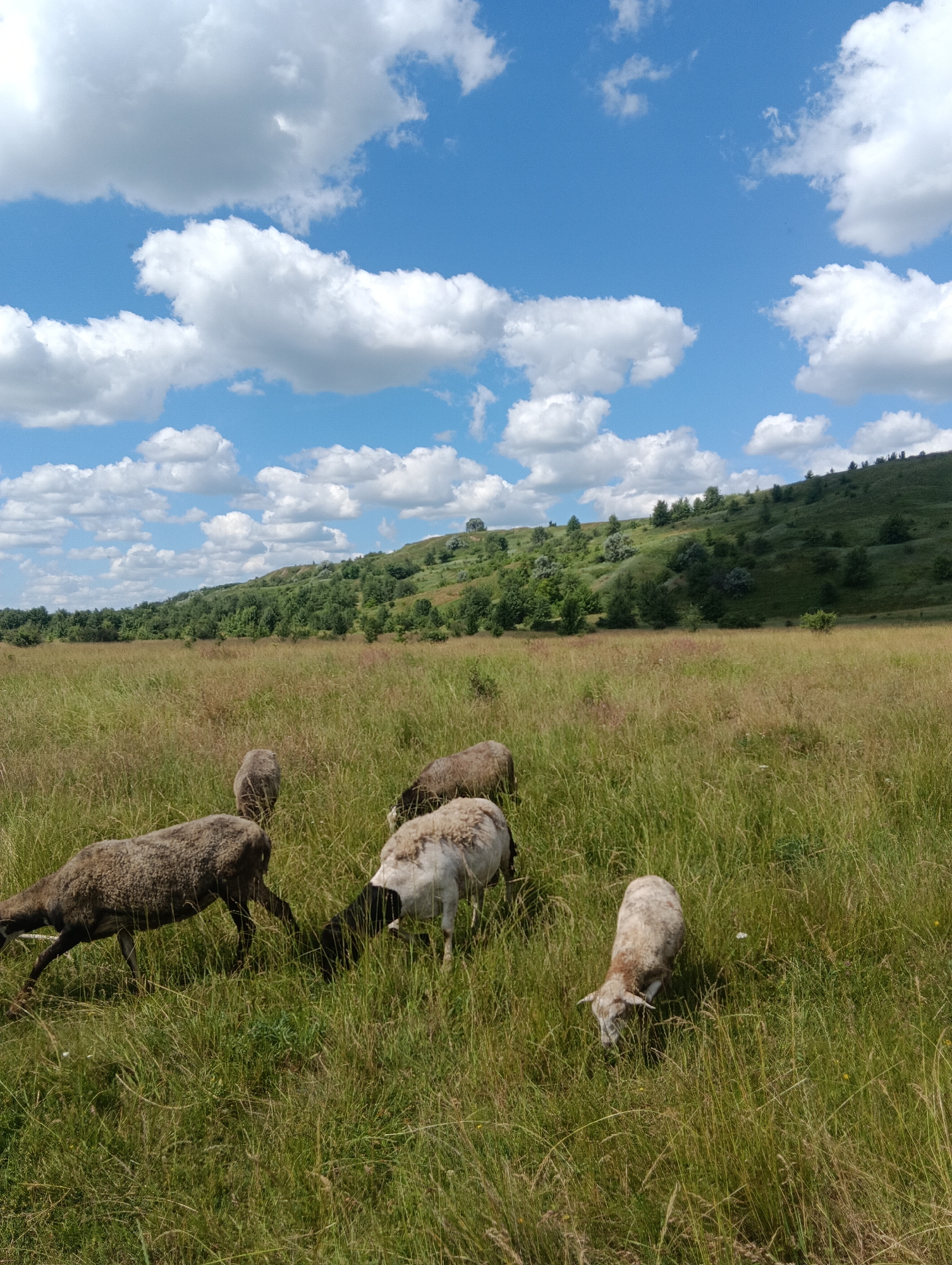 A flock of sheep grazes in a grassy field under a partly cloudy sky. The sheep are mostly brown and white, with some darker colored ones. The field is covered in tall green grass, with a few wildflowers scattered throughout. In the background, a green hill slopes upwards, covered in trees and shrubs. The sky is a bright blue, with fluffy white clouds. The scene is peaceful and serene, with the sheep appearing content as they graze.