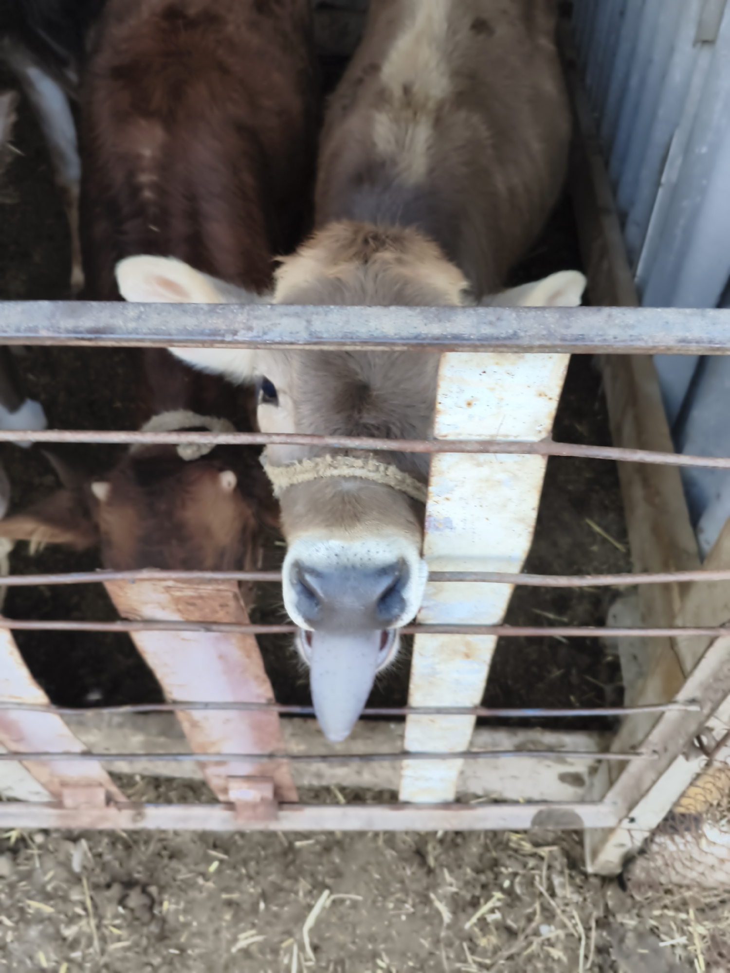 A close-up, high-angle shot shows the heads of three calves in a pen, seen through metal bars. The calves are light brown to dark brown and have white markings on their faces and ears. The calf in the foreground is looking directly at the camera, its snout and tongue clearly visible. The other two calves are partially obscured, their heads down as if eating or resting. The pen is made of rough wood and metal, with straw scattered on the ground. The background is out of focus, but appears to be a more rustic, possibly rural setting. There are no people visible in the image.