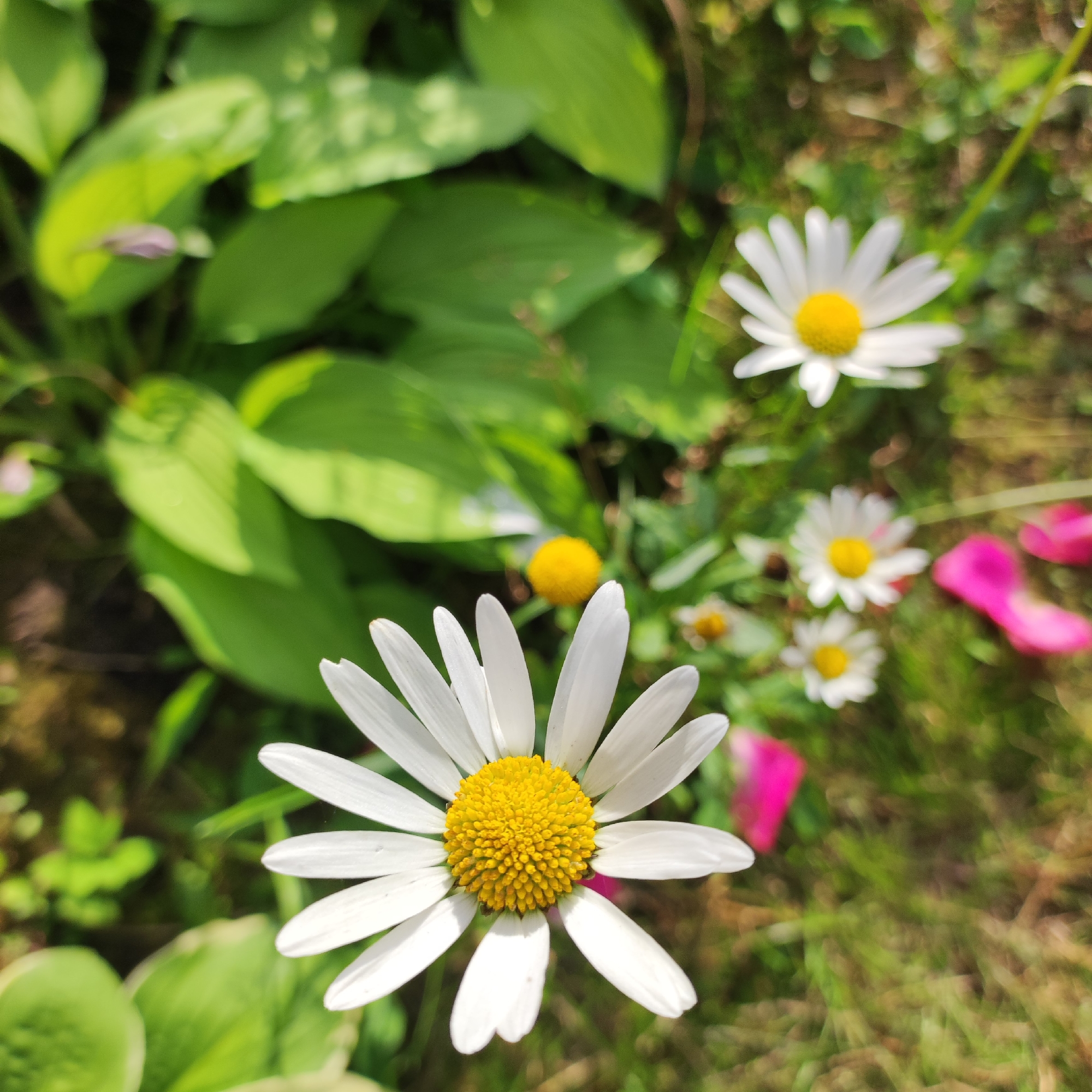 The image displays a close-up view of several white daisies with yellow centers in a garden setting. The foreground is dominated by a large, fully bloomed daisy, with its white petals fanning out and its yellow center in sharp focus. In the background, several other daisies are visible, some in focus and others blurred, along with large green leaves and patches of grass. There are also blurred pink elements, possibly flower petals, scattered in the background. The lighting suggests a sunny day. This scene appears to be a natural outdoor environment, likely a garden or meadow, and is not specifically identifiable as being in Navoloki, Russia without additional information.