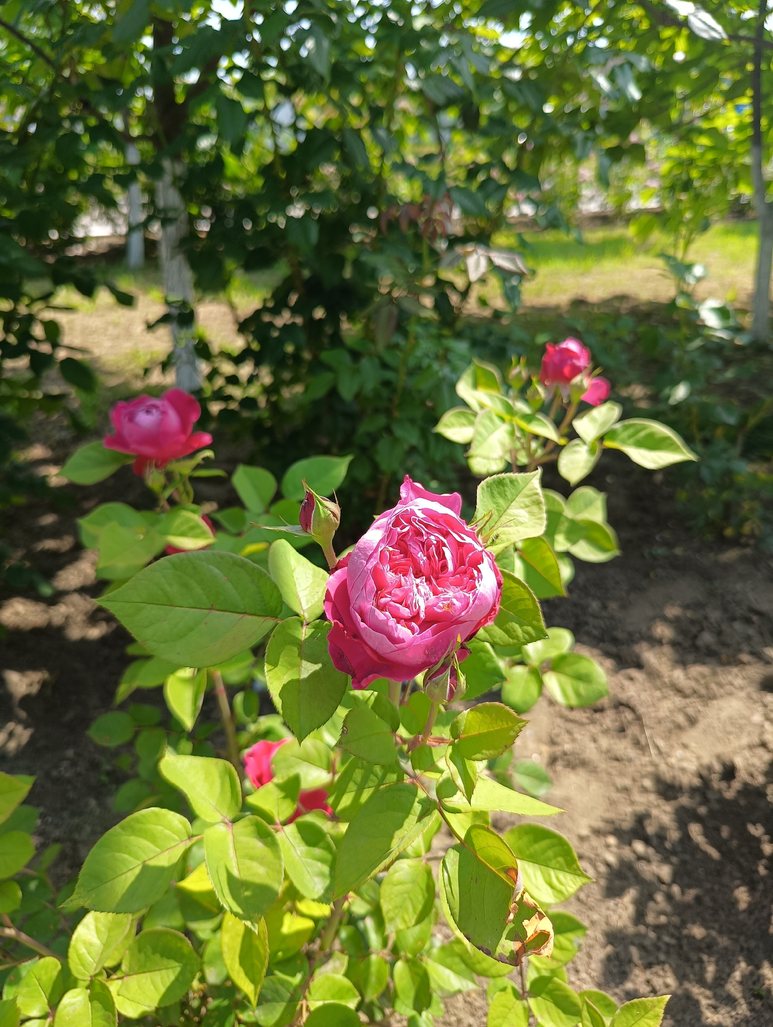 The image depicts a close-up outdoor scene in the city of Maiaky, Ukraine, focusing on a blooming pink-to-magenta rose plant under natural sunlight. In the foreground, slightly left of center, a large, deeply colored rose with numerous petals is fully open, appearing somewhat distressed or overblown. Adjacent to it, a tightly closed rosebud is visible. Further back and to the left, another fully bloomed, smaller pink rose is partially visible amidst green foliage. The plant features healthy, vibrant green leaves. The background consists of out-of-focus green foliage from trees or shrubs, with hints of lighter-colored tree trunks visible through the greenery. The ground is composed of exposed soil and sparse patches of grass, with pronounced shadows cast by the sun, indicating bright, direct lighting. No individuals or specific actions are present in the frame.
