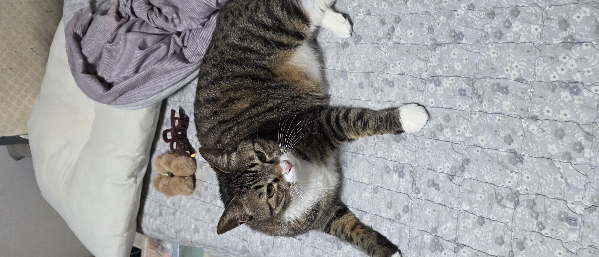 An adult tabby cat with white markings on its chest and paws is lying on a grey quilted blanket with a floral pattern. The cat is positioned in the center of the frame, facing towards the left. Behind the cat, there is a white pillow and a draped grey and purple blanket. Two small fuzzy brown hair accessories and a dark red hair clip are placed on the blanket to the left of the cat. The scene appears to be an indoor setting, likely a bed. The location of this image is in Gimhae-si, South Korea.