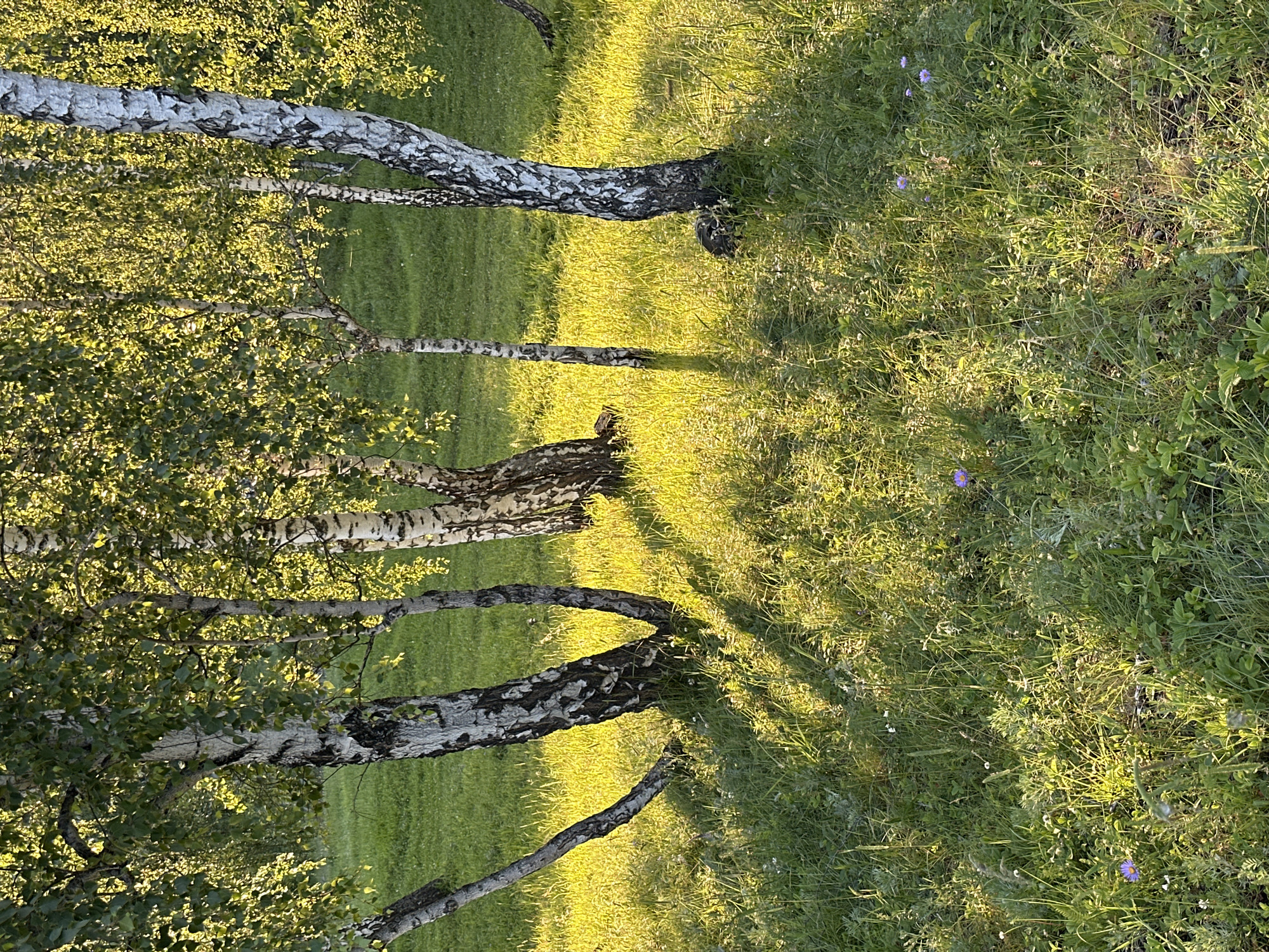 An outdoor, eye-level, medium shot captures a group of birch trees on a grassy knoll. The trees are tall and slender with characteristic white bark marked by black lines. Their leaves are a vibrant green, catching the sunlight and creating dappled patterns on the ground. The grass is lush and appears to be illuminated by the golden hour sun, casting long shadows from the trees. A few small purple wildflowers are scattered throughout the grass, adding subtle pops of color to the scene. The environment suggests a natural, possibly park-like setting within an unspecified urban area, given the lack of definitive urban elements.