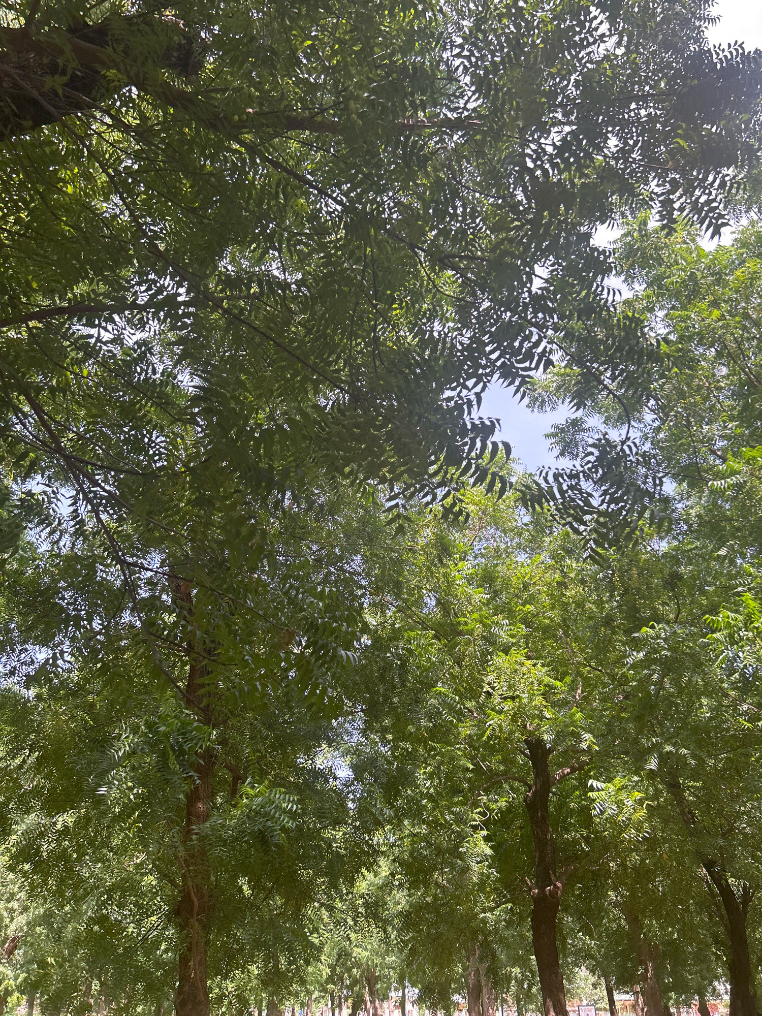 The image shows a dense canopy of green trees with their leaves obscuring most of the sky. The viewpoint is looking directly upwards through the branches. Sunlight filters through the leaves, creating dappled light and shadows. Some of the tree trunks are visible in the lower portion of the image, appearing brown and rough. The overall impression is of being under a thick, leafy cover in a park or wooded area. The location is identified as Mairi, Nigeria.