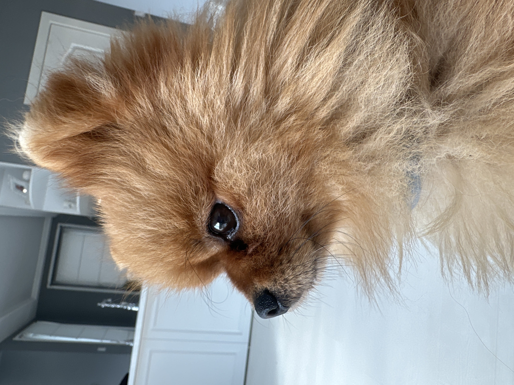 The image presents a close-up, left-profile view of a small, fluffy, reddish-brown dog, consistent with a Pomeranian breed. The dog has a prominent black nose, a dark, reflective eye, and visible dark whiskers emanating from its muzzle. Its abundant, somewhat textured fur dominates the foreground and mid-ground. The dog's gaze is directed intently towards the left, outside the frame.
The background is blurred, indicating a shallow depth of field, but discernible elements reveal an indoor domestic setting. In the mid-ground, a white counter or cabinetry with decorative paneling is visible. Behind this, a wall painted a dark gray or blue color forms the backdrop. On this dark wall, two white doors with white trim are evident; one appears slightly ajar or angled, while the other is more frontal. White crown molding or ceiling trim runs along the top of the dark wall. A tall, slender, reflective decorative object, possibly a candelabra or similar fixture, stands on the white counter between the doors. A light-colored floor, possibly white or light gray, is visible beneath the dog. The lighting suggests ambient indoor illumination, with a clear highlight reflected in the dog's eye. The visual information within the image does not contain any specific landmarks, architecture, or unique features that would confirm the location as the city of Asenovgrad, Bulgaria.
