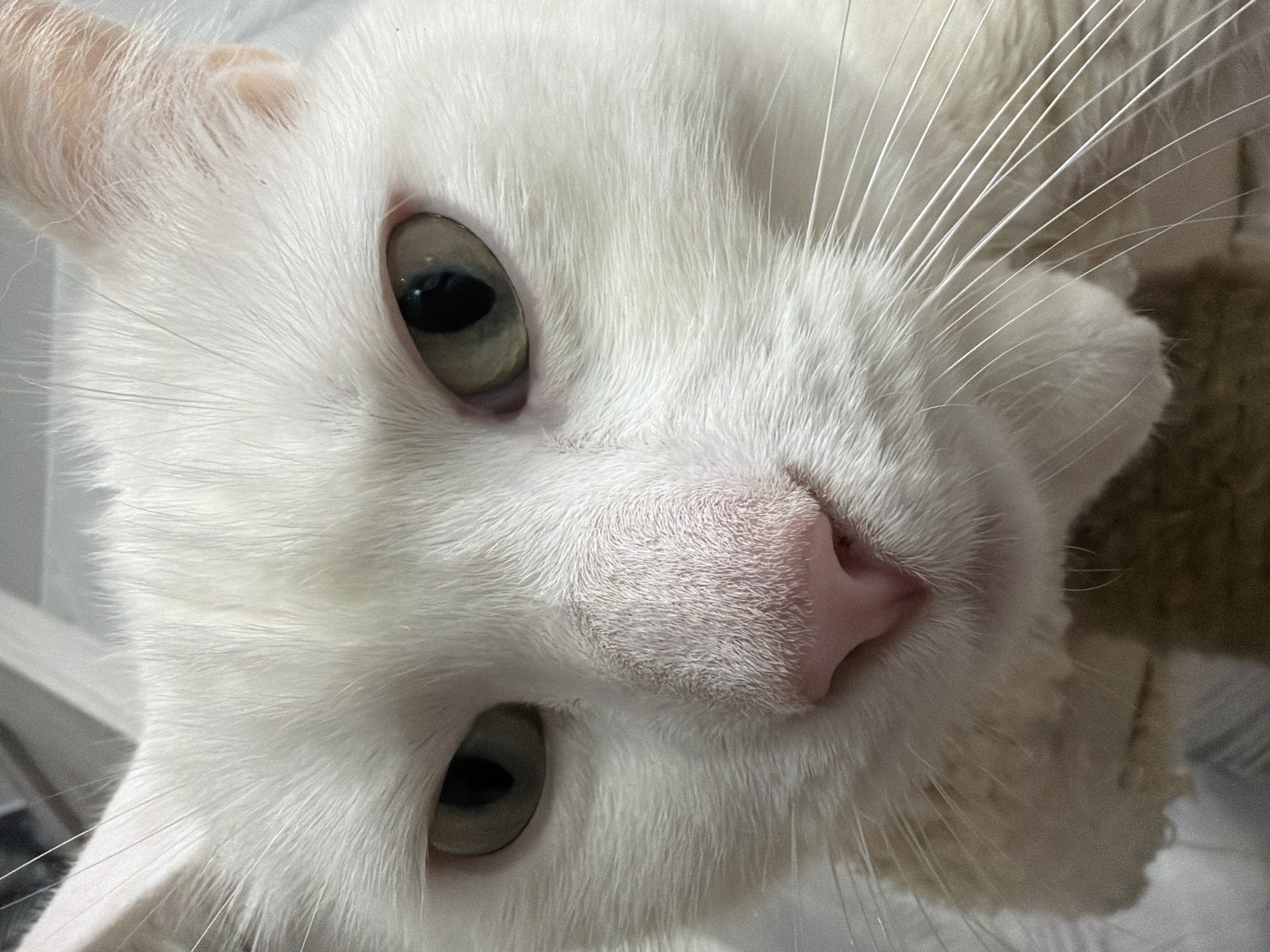 A close-up photograph features a white cat. The cat's face occupies most of the frame, angled slightly towards the viewer. The cat has short white fur and a pink nose. Its eyes appear to be an olive green color. Long, white whiskers extend from the sides of its nose. The background is out of focus. The city of Tokkari, Russia is not evident in the image.