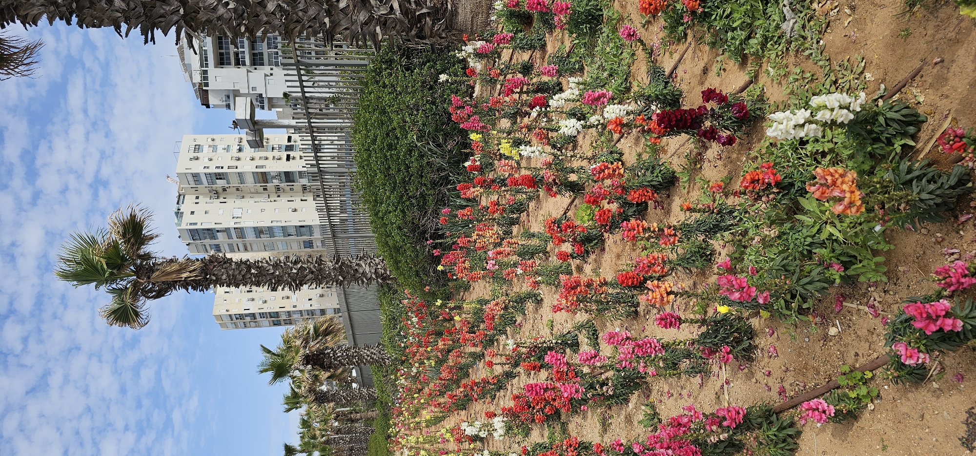 The image depicts a vibrant flower bed along a street, with a row of palm trees interspersed between the colorful blossoms. In the background, modern buildings rise against a clear blue sky dotted with clouds. The city is Unknown, Unknown. The focus is on the juxtaposition of the natural elements (flowers, trees) and the built environment (buildings, fence). The soil in the flower bed is sandy and shows evidence of a drip irrigation system. There are no people visible in the image.