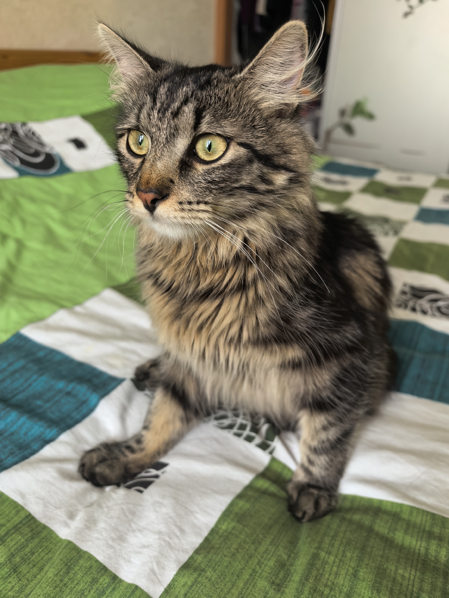 A medium shot captures a long-haired tabby cat sitting on a bed with a green, white, and teal checkered comforter. The cat is facing left, with its head tilted slightly up, and its bright yellow eyes are looking towards the upper left. Its fur is a mix of brown, black, and tan, with longer fur around its neck and face. The comforter has a geometric pattern of squares in varying shades of green, white, and teal. In the background, a blurred green surface, possibly a wall or another piece of furniture, is visible. The lighting suggests it is daytime, with sunlight coming from the left, casting a soft shadow on the cat's face. The overall scene appears to be indoors, in a domestic setting.