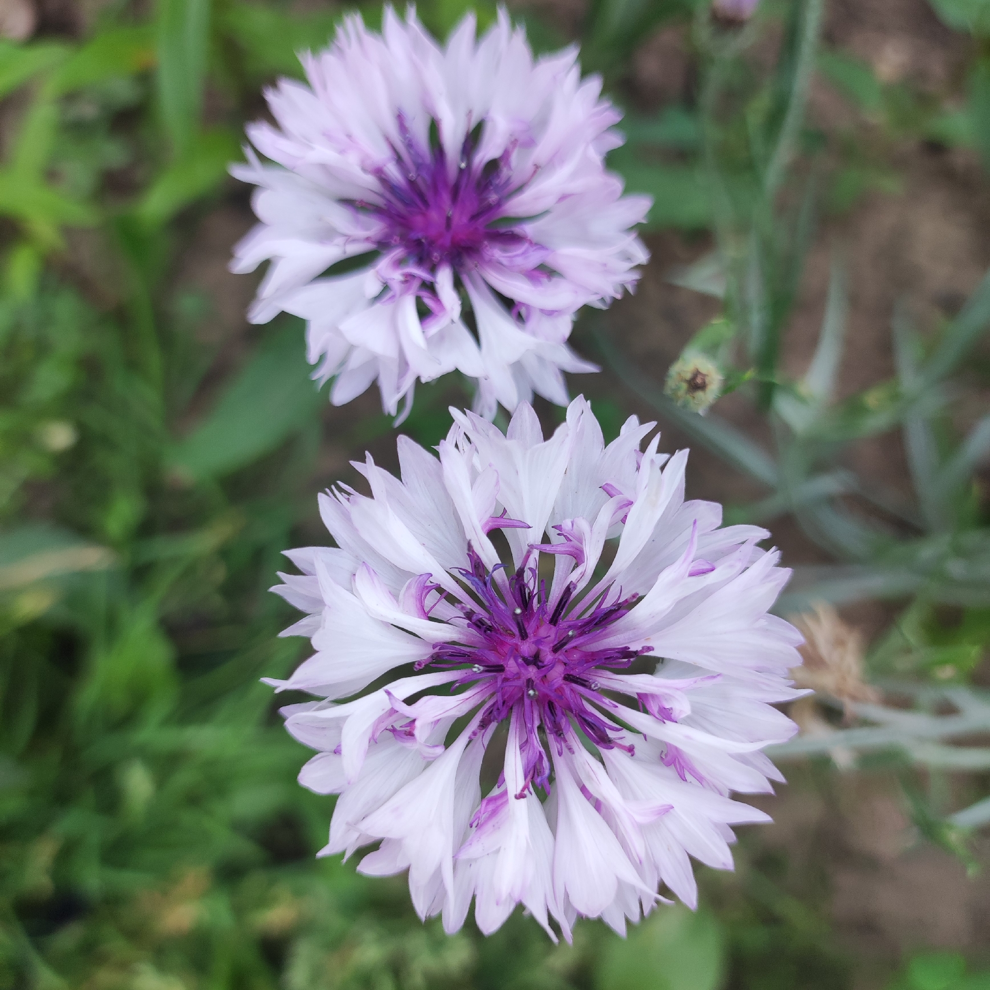 The media file shows a close-up, overhead shot of two double-flowered cornflowers (Centaurea cyanus) with white petals tinged with lavender and deep purple centers. The flowers are in a garden setting, with green foliage and brown soil visible in the background. The flowers are the primary subjects, and their intricate petal structures and vibrant colors are highlighted. The lighting appears to be natural, suggesting it was taken outdoors during the daytime. The focus is sharp on the flowers, with the background softly blurred, creating a shallow depth of field. There is no visible text or human activity. The location context is Navoloki, Russia.