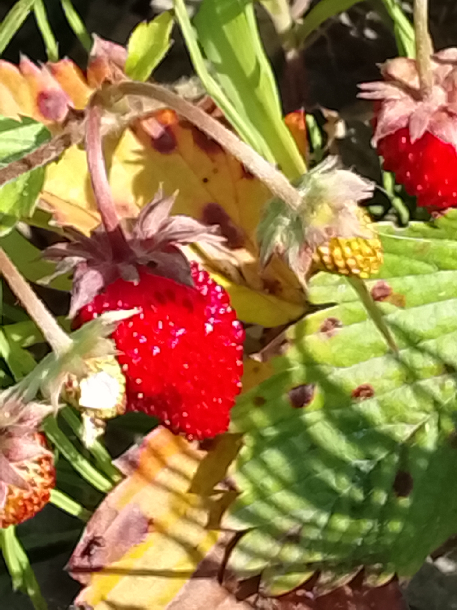 The image is a close-up, overhead shot of ripe red strawberries and leaves on a plant, likely in a garden. The strawberries are bright red and appear to be wild strawberries, with visible seeds on their surface. Some of the leaves are a vibrant green, while others are turning yellow and brown, indicating the changing seasons. There are also some developing flower buds visible, some of which are a light yellow color. The image appears to have been taken outdoors, with natural sunlight illuminating the scene. There are no people or animals visible in the frame. The scene is natural and organic, with a focus on the details of the plants. It is not possible to determine the specific location within Патоцкі сельскі Савет, Belarus from the image alone.