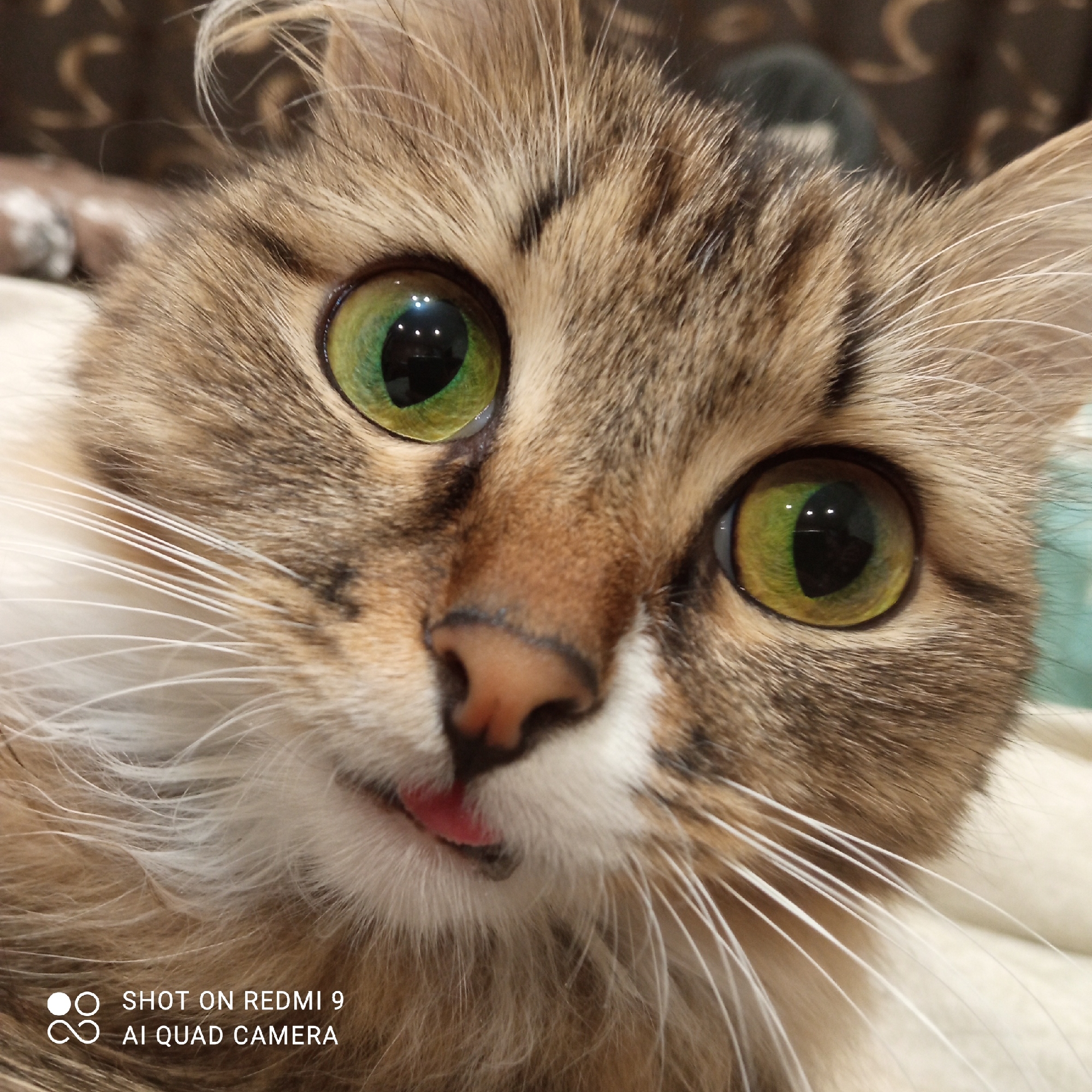 A close-up of a tabby cat with green eyes and its tongue slightly sticking out. The cat has white whiskers and a pink nose. The image has a camera watermark in the lower left corner, indicating it was taken with a Redmi 9 phone. There is no information about the location of this image, specifically in the city of Chaikovsky, Russia.