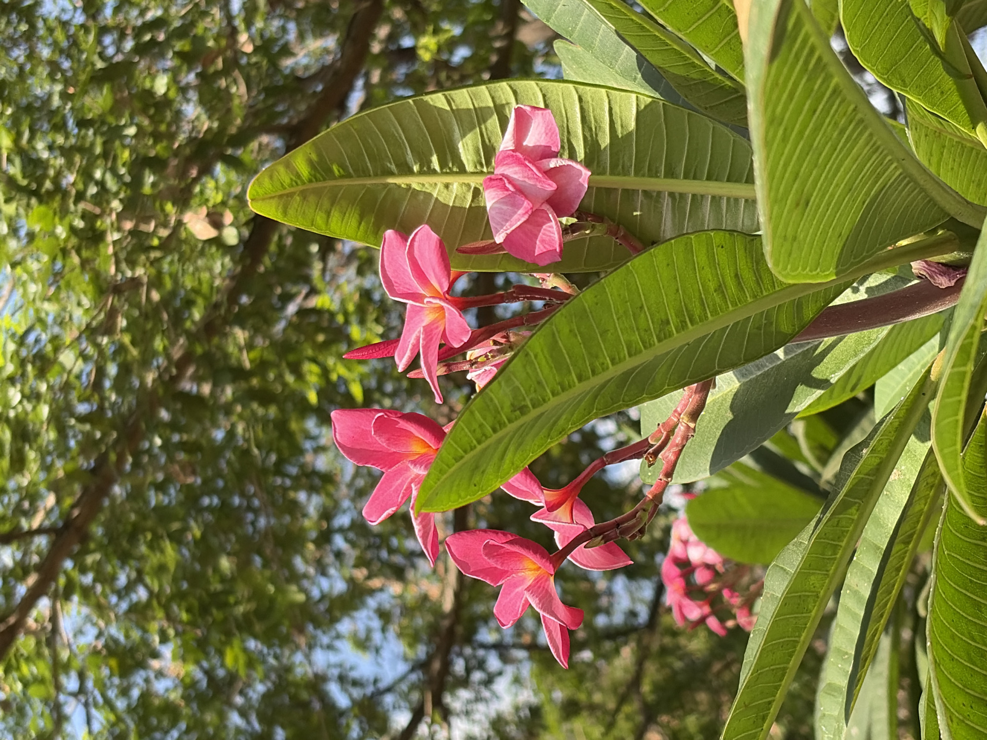 The image captures a cluster of pink plumeria flowers and their associated green leaves against a backdrop of tree branches and sky, likely taken in Ciudad Guayana, Venezuela. The flowers are in various stages of bloom, some fully open and others still budding. The leaves are long and elliptical with prominent veins, displaying a healthy green color. The background consists of a partially obscured sky interspersed with the leafy branches of nearby trees, suggesting an outdoor setting. The lighting appears to be natural daylight, creating shadows and highlights across the scene. No people are visible in the frame.