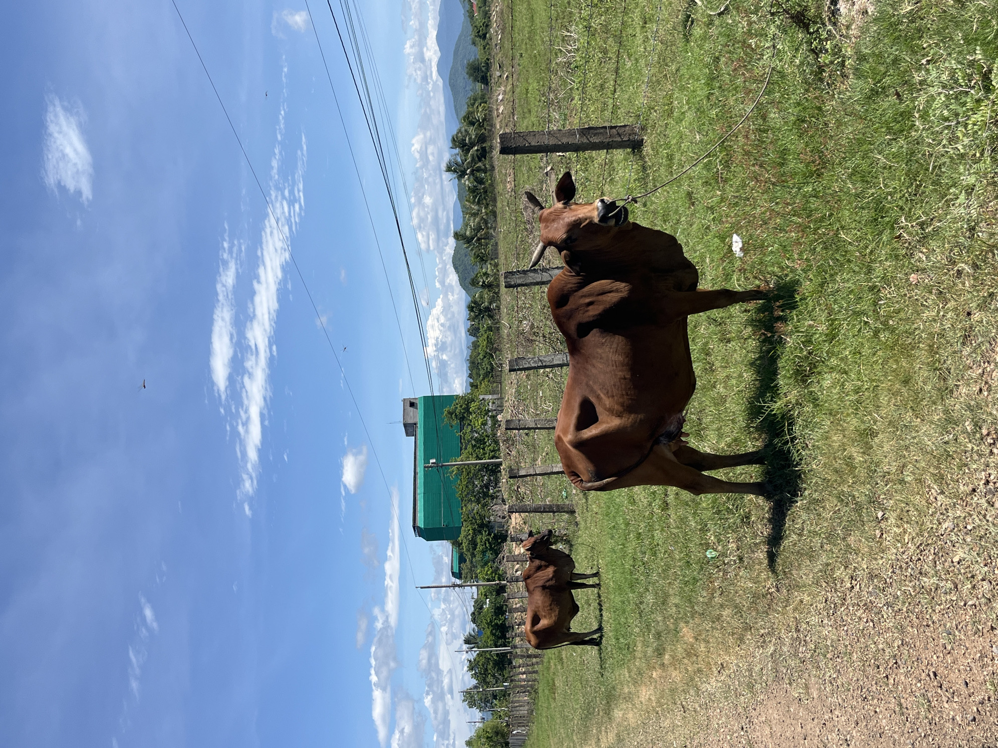 A herd of brown cows grazes in a grassy field under a blue sky with scattered clouds. The cows are tethered by ropes to wooden fence posts that line the field. In the background, there is a large green building covered in netting, surrounded by trees and mountains. The scene appears to be located in Ham Thuan Bac, Vietnam, based on the vegetation and architecture. A dirt path runs along the left side of the field. Several power lines are visible overhead.