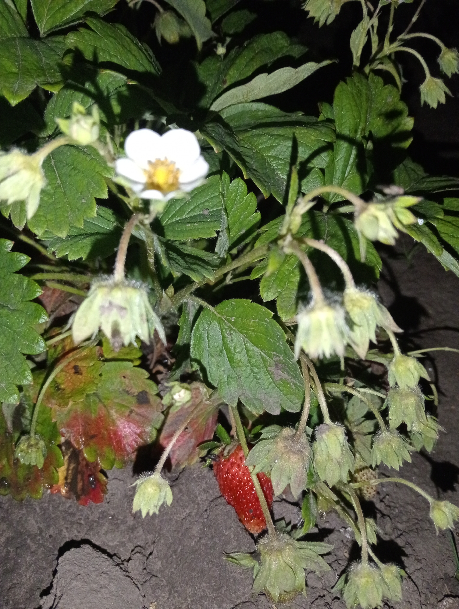 The image depicts a strawberry plant at night. The plant features green leaves, a single ripe red strawberry, multiple developing green strawberries, and a single open white flower with a yellow center. There are also several spent flowers with closed green petals. The plant is growing in dark soil. There is no evidence to suggest that the image location is Babyn, Ukraine. There are no people present in the image.