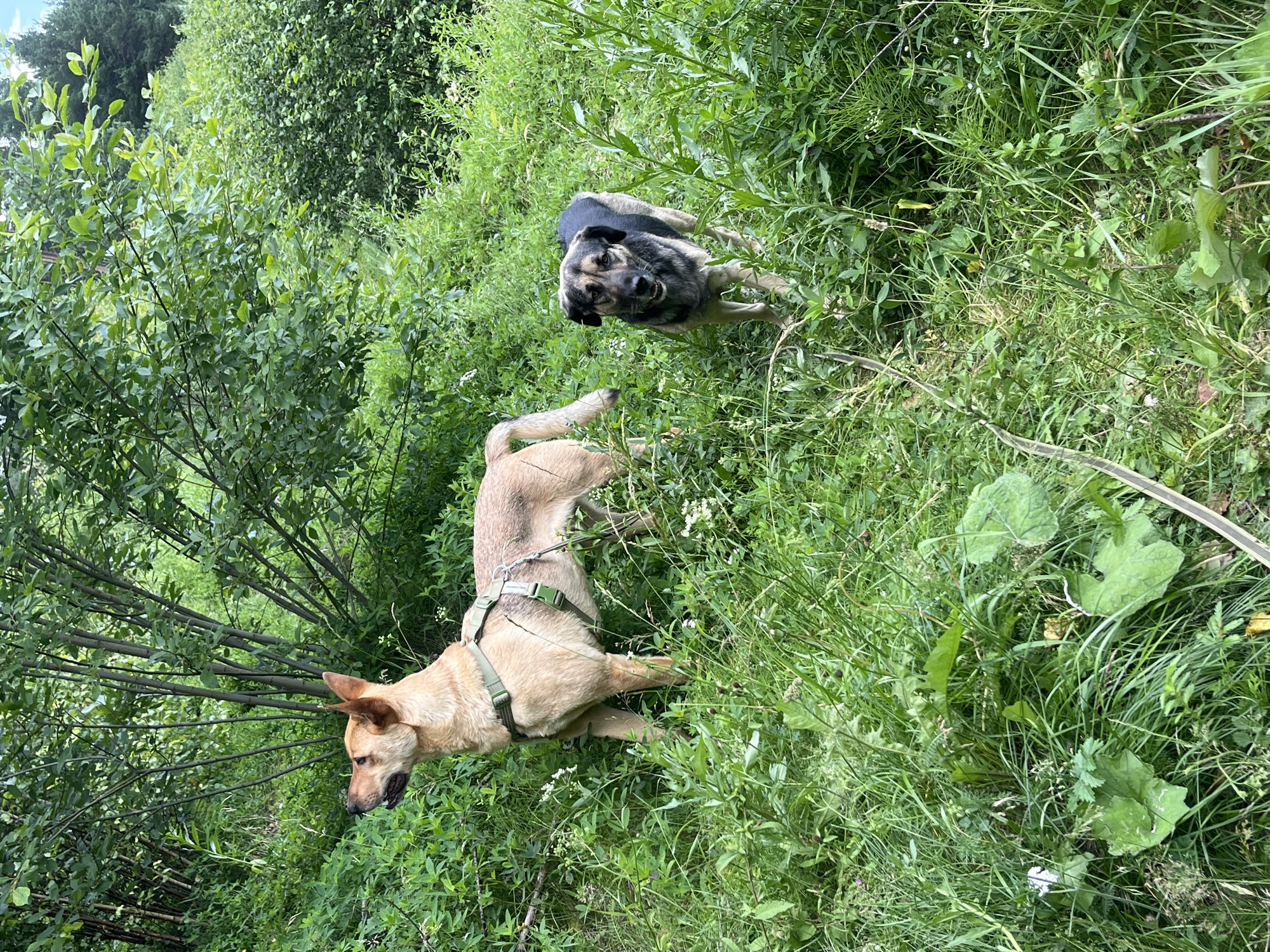 Two dogs are standing in a grassy, overgrown area with trees and bushes in the background. The dog on the left is a tan-colored German Shepherd mix wearing a green harness. It is facing left and looking upwards. The dog on the right is a black and tan mixed-breed dog, facing the camera with its mouth slightly open. The environment suggests an outdoor, natural setting, possibly a park or wooded area. No specific landmarks or indicators of Nizhny Tagil, Russia are visible in the image.