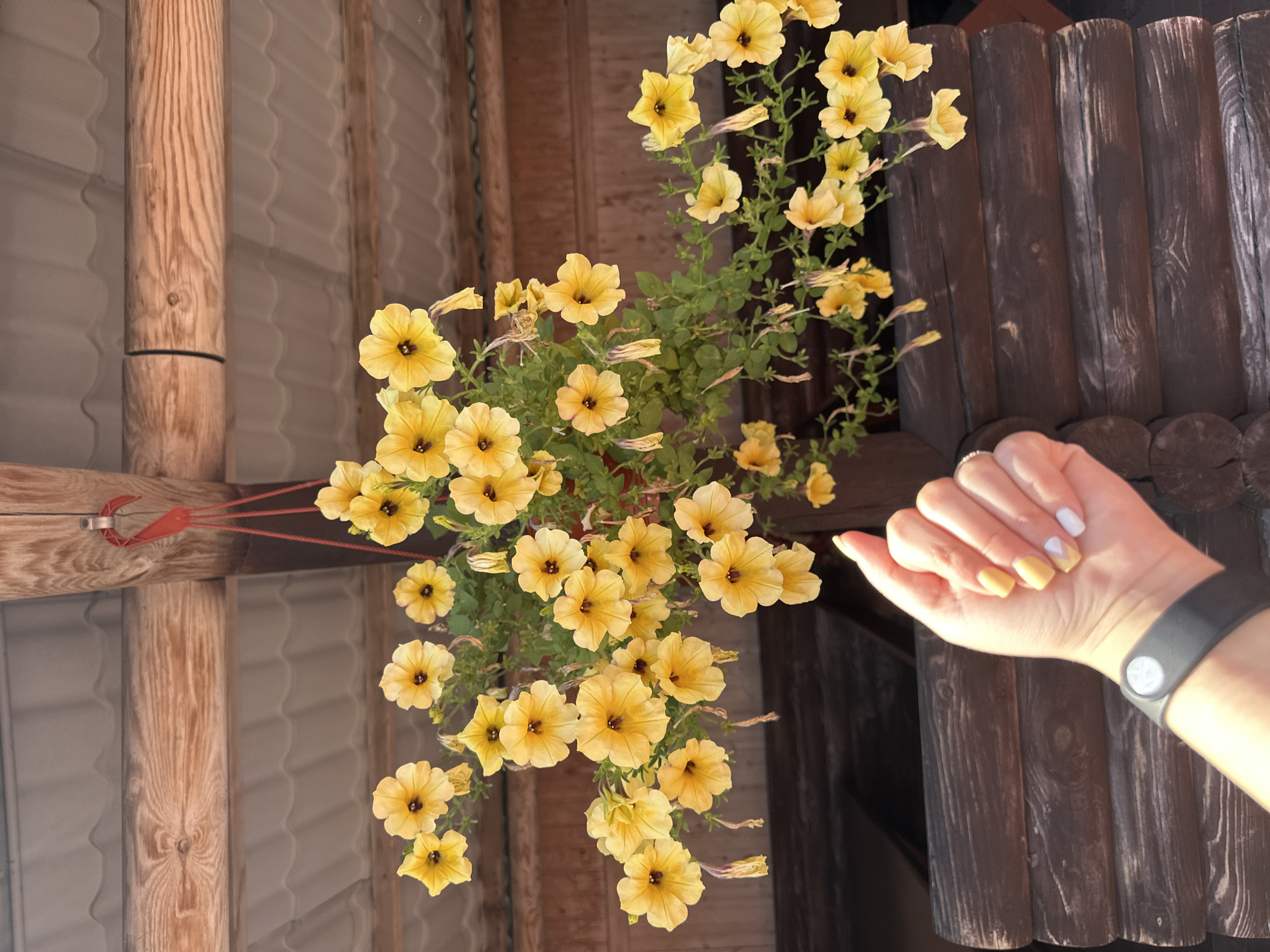 A hand with yellow and white fingernails and a black smartwatch rests in the foreground, partially obscuring a wooden wall. Above the wall, a hanging basket overflows with bright yellow petunias. The basket is suspended by red strings from a wooden beam, which is part of a roof structure made of wooden beams and a corrugated metal roof. The scene appears to be outdoors, possibly on a porch or under a shelter. The location is identified as Novokuznetsk, Russia.