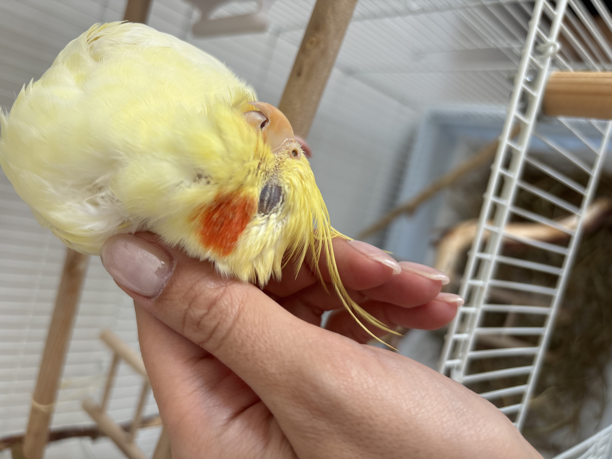 An indoor close-up photograph, taken in Krasnoyarsk, Russia, captures a person's hand gently holding a yellow cockatiel. The bird, predominantly bright yellow with distinct reddish-orange cheek patches and a darker, possibly black, patch near its eye, appears to be resting peacefully with its eyes closed, tucked against the person's palm. Its fine crest feathers are visible, and its beak is a pale orange.
The person's right hand has well-maintained, medium-length nails painted with a light pink or nude polish. The grip on the bird is delicate and supportive, conveying a sense of care and affection.
In the blurred background, parts of a white birdcage with thin bars and wooden perches are visible, suggesting the bird's home environment. The lighting is bright and even, likely indoor artificial light or natural daylight, creating a soft and calm atmosphere. The overall scene depicts a tender moment of interaction and trust between the pet owner and their bird. No visible text is present in the image.