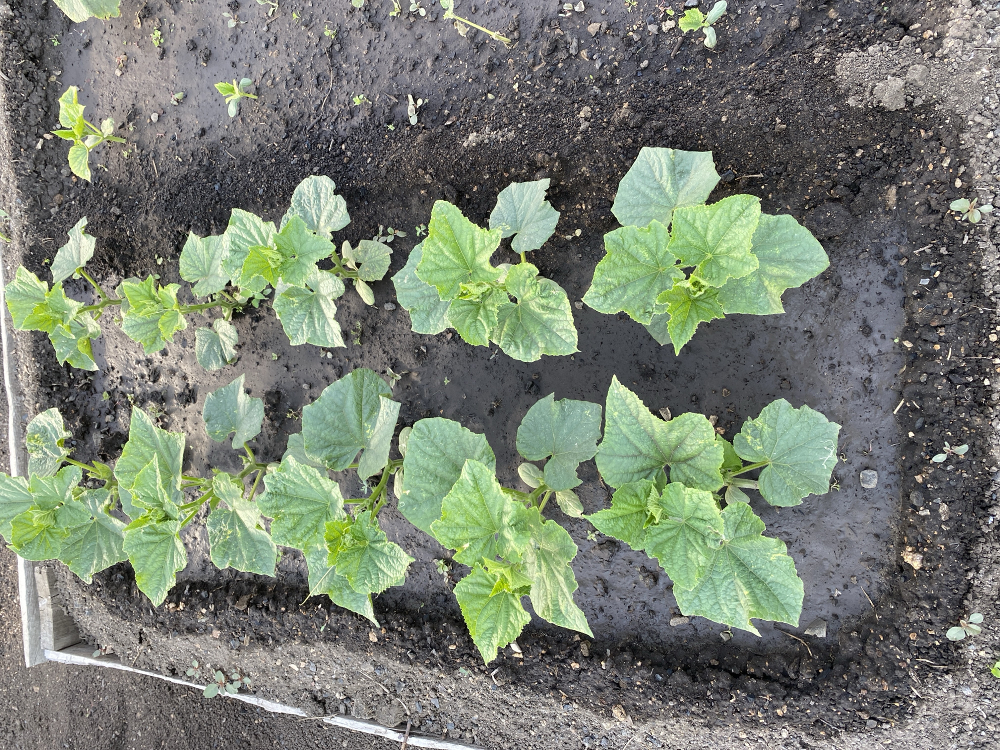 A raised garden bed in Qarqaraly, Kazakhstan, contains rows of young cucumber plants. The plants, characterized by their large, lobed green leaves, are spaced throughout the dark, moist soil. Some plants appear to be in earlier stages of growth, with smaller, fewer leaves. The garden bed is bordered by wooden planks. The surrounding ground is composed of dark soil and small stones. The lighting suggests it is daytime.