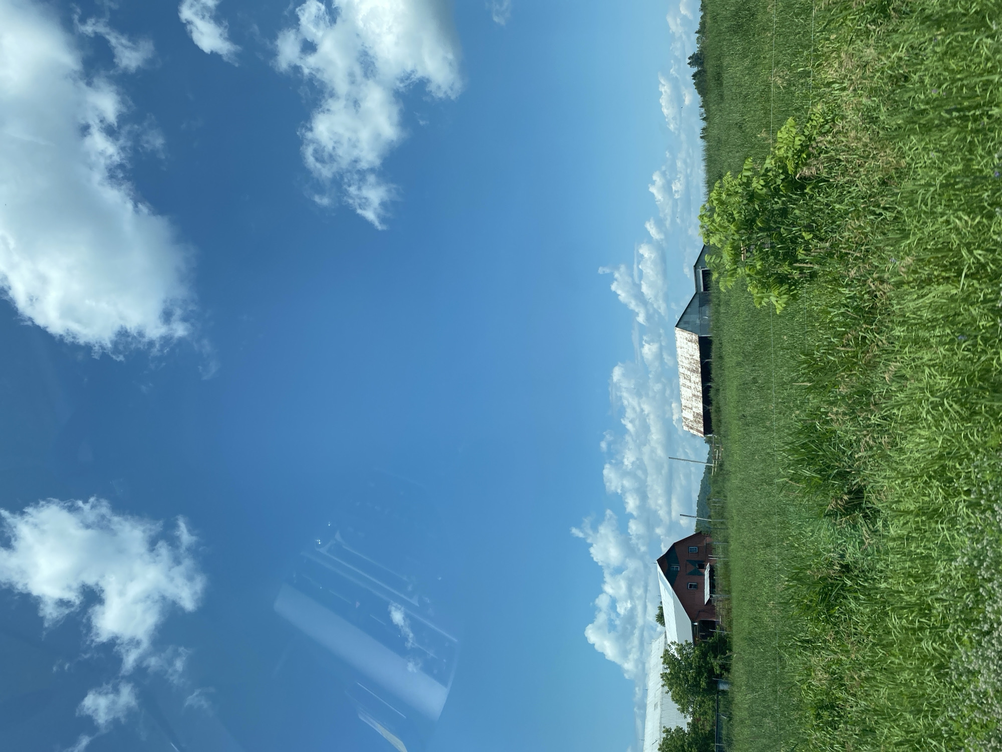The image depicts a rural landscape under a bright blue sky with scattered white clouds. In the foreground, a field of tall green grass dominates the scene, with some smaller plants and flowers interspersed. A bush with vibrant green leaves is visible in the mid-ground, positioned to the right of center.
Further back, two barns are situated in the field. The barn on the left is red with a silver roof and appears to be in good condition, with visible windows and doors. To the right of the red barn is a gray barn with a rusted, corrugated metal roof. A hill with trees can be seen in the distance behind the barns. The overall environment suggests a countryside setting, likely on a clear, sunny day.
There are no people or animals visible in the image. The image appears to be taken from a moving vehicle, as evidenced by the reflections on the upper portion of the frame, which show streaks and patterns consistent with looking through a window.
While the image is not specifically identifiable as being located in Saint-André-Avellin, Canada, the presence of barns, rolling hills, and agricultural fields is consistent with the rural character of areas within Quebec, Canada, where Saint-André-Avellin is located.