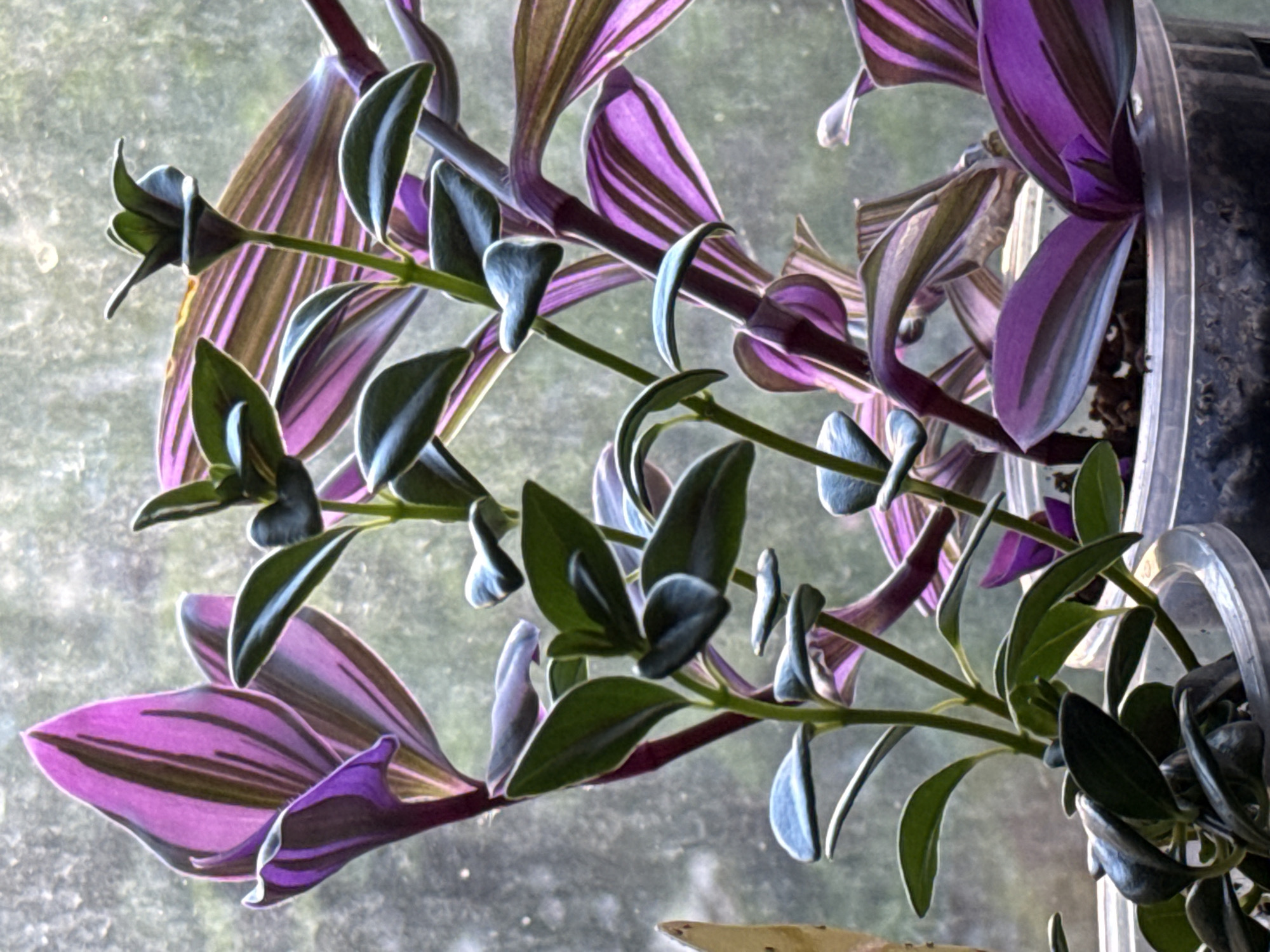 A close-up shot shows the vibrant leaves of a wandering dude plant, also known as Tradescantia zebrina, growing indoors. The leaves are a striking combination of deep green with bold purple stripes, and some have silvery-white edges. The plant's stems are a reddish-purple, and small, delicate green leaves sprout from them. The light seems to be coming from behind the plant, highlighting the translucent quality of some of the leaves and creating a soft, diffused background that appears to be a window with a textured surface. The plant is housed in a clear plastic pot, parts of which are visible on the right side of the frame. The overall mood is serene and natural, with the plant appearing healthy and lush. No people are visible in the image.