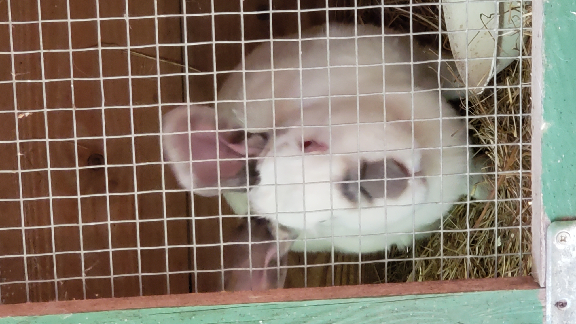 A rabbit is enclosed in a wire cage. The rabbit has white and brown fur and pink ears. It is sitting on a bed of straw. The cage is made of wood and wire mesh. There is a food dish in the cage. The cage appears to be located outdoors.
