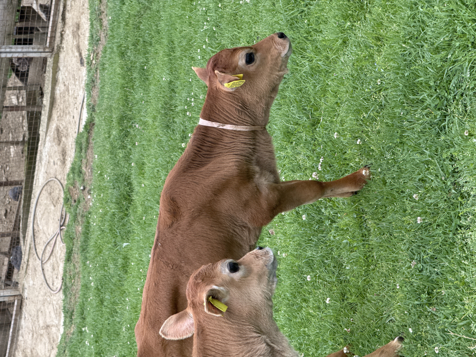 Two brown calves stand on a patch of green grass interspersed with small white flowers. Both calves have yellow ear tags. The taller calf wears a light-colored collar around its neck. To the left of the grass is an area of light-colored dirt and a wire cage containing dark objects that are possibly birds.