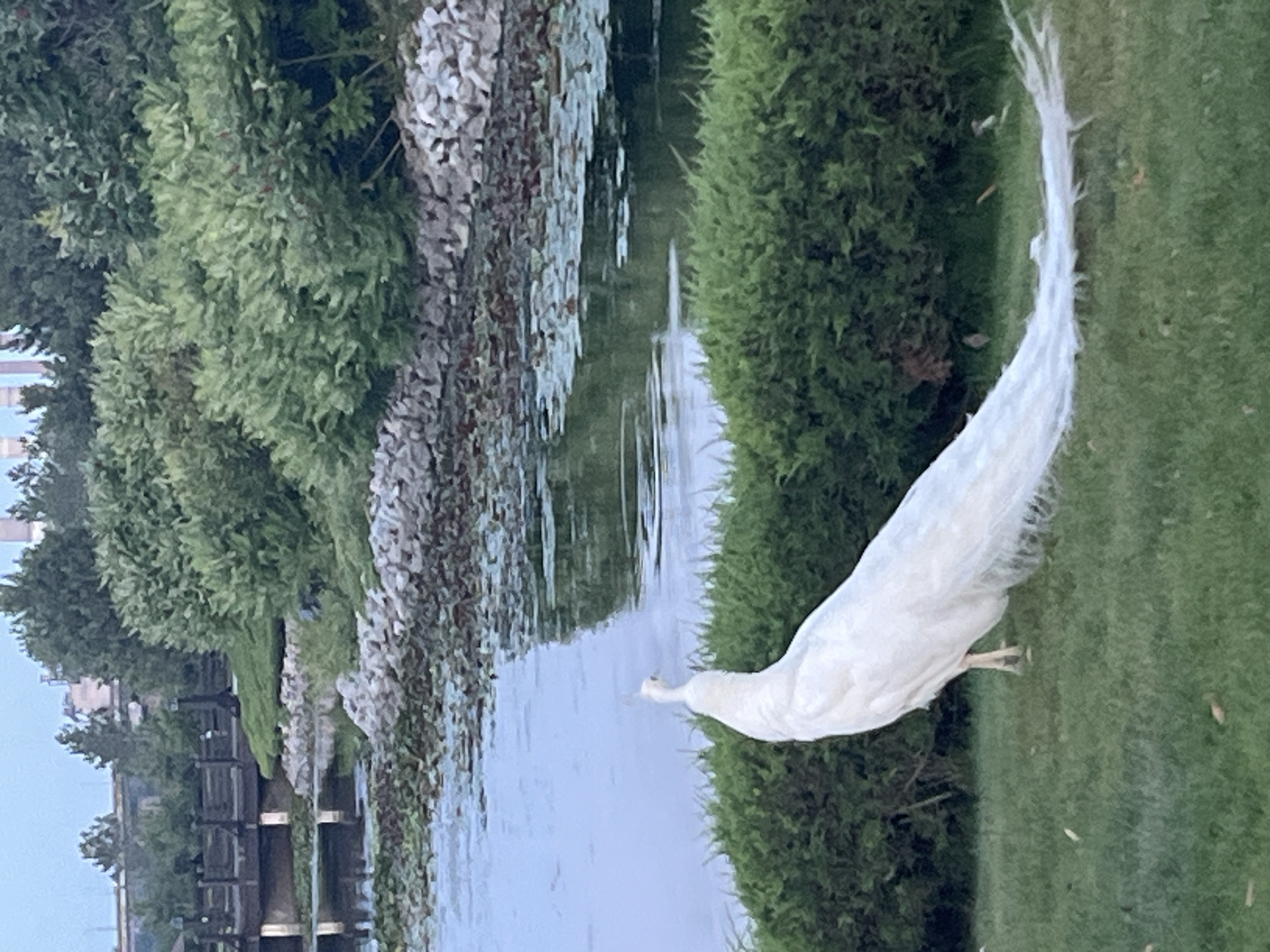 An albino peacock stands on a grassy lawn in front of a dense green hedge. Its long, white tail feathers are spread out behind it. In the background, a body of water with lily pads and rocks lines the shore. A wooden bridge and structures are visible across the water. The sky is overcast. The scene is likely in the Dnipro Botanical Garden in Dnipro, Ukraine, given the presence of exotic birds and manicured landscaping.