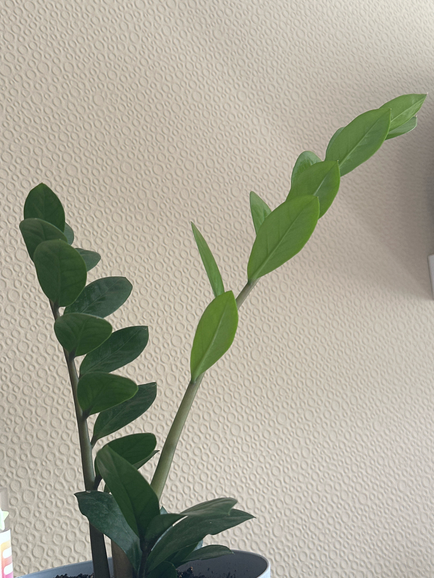 The image shows a close-up of a Zamioculcas zamiifolia plant with dark green, glossy leaves. The plant is in a gray pot, which is mostly out of frame. The background is a textured cream-colored wall with a repeating pattern of circles. There are no people or animals present. The image appears to be taken indoors, with natural light illuminating the plant from the side. The location of Nevinnomyssk, Russia, is not discernible from the image.