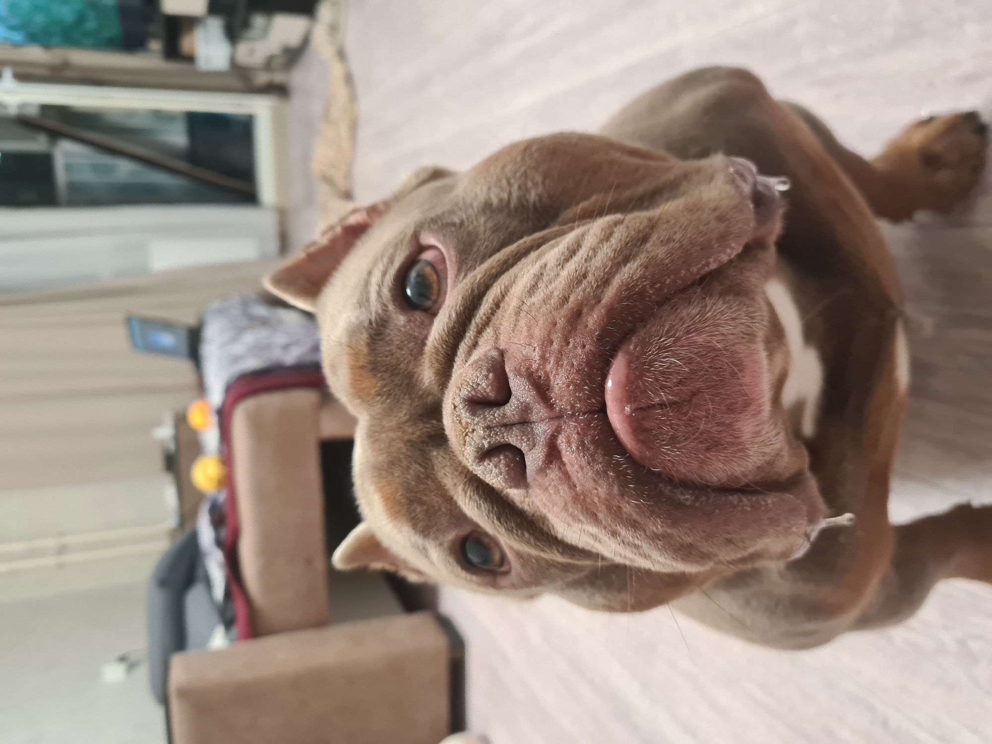 A close-up, upside-down shot captures a brown and white dog's face, centered in the frame. The dog has a wrinkled snout with a pink tongue peeking out and a wet drip on its chin. Its eyes are visible, looking slightly to the left. The background is blurred, showing hints of indoor furniture, including what appears to be a sofa and a portion of a wall with a window. The lighting suggests it could be daytime. The overall impression is of a domestic setting, with the dog being the primary subject of interest. There is no visible text in the image.