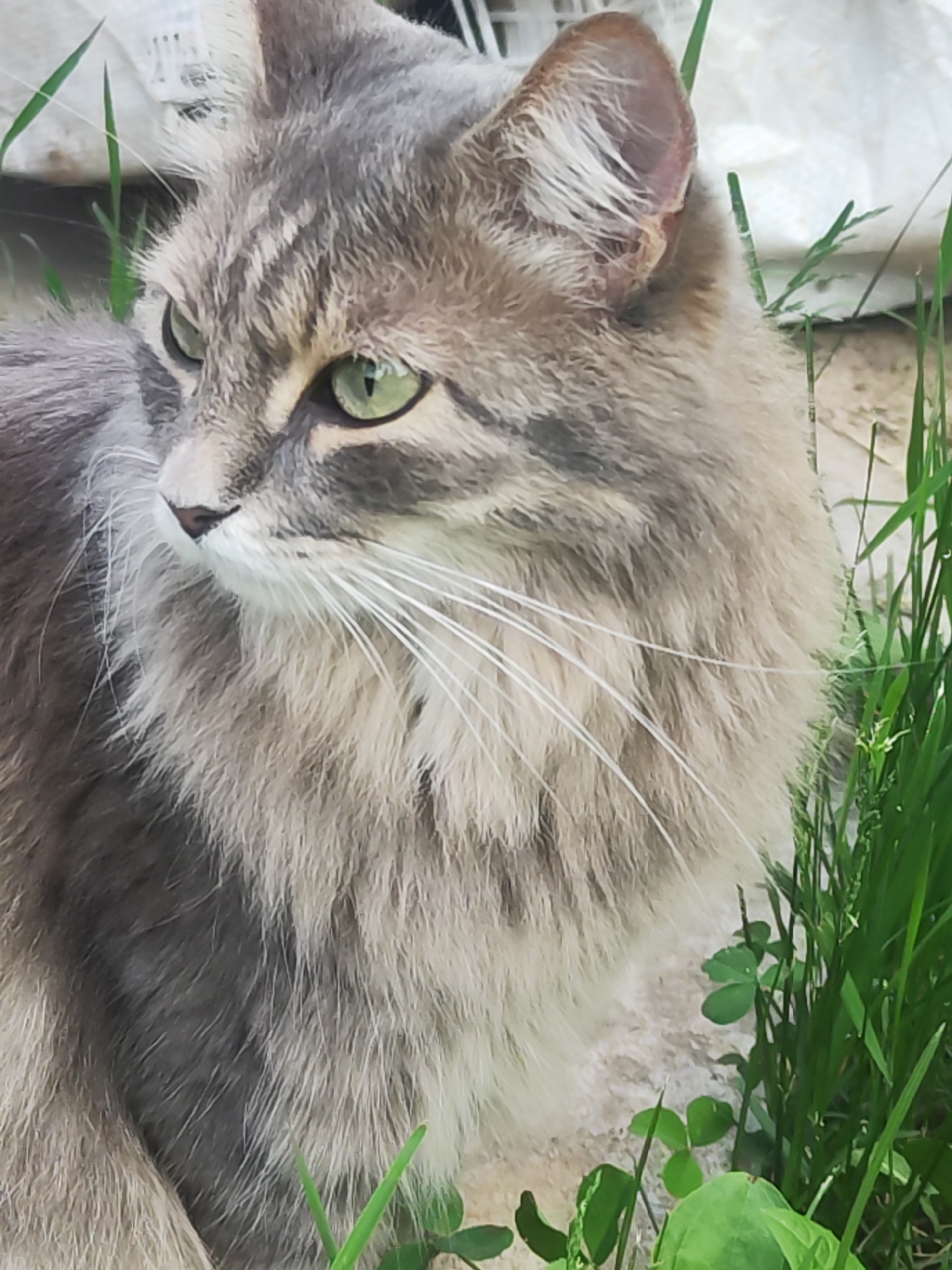A medium shot captures a long-haired cat with gray tabby markings, gazing intently to the left. The cat's eyes are green, and its whiskers are long and white. The cat is surrounded by grass and clover. A white plastic bag rests near a wall. The image was taken outdoors in the city of Chaikovsky, Russia.