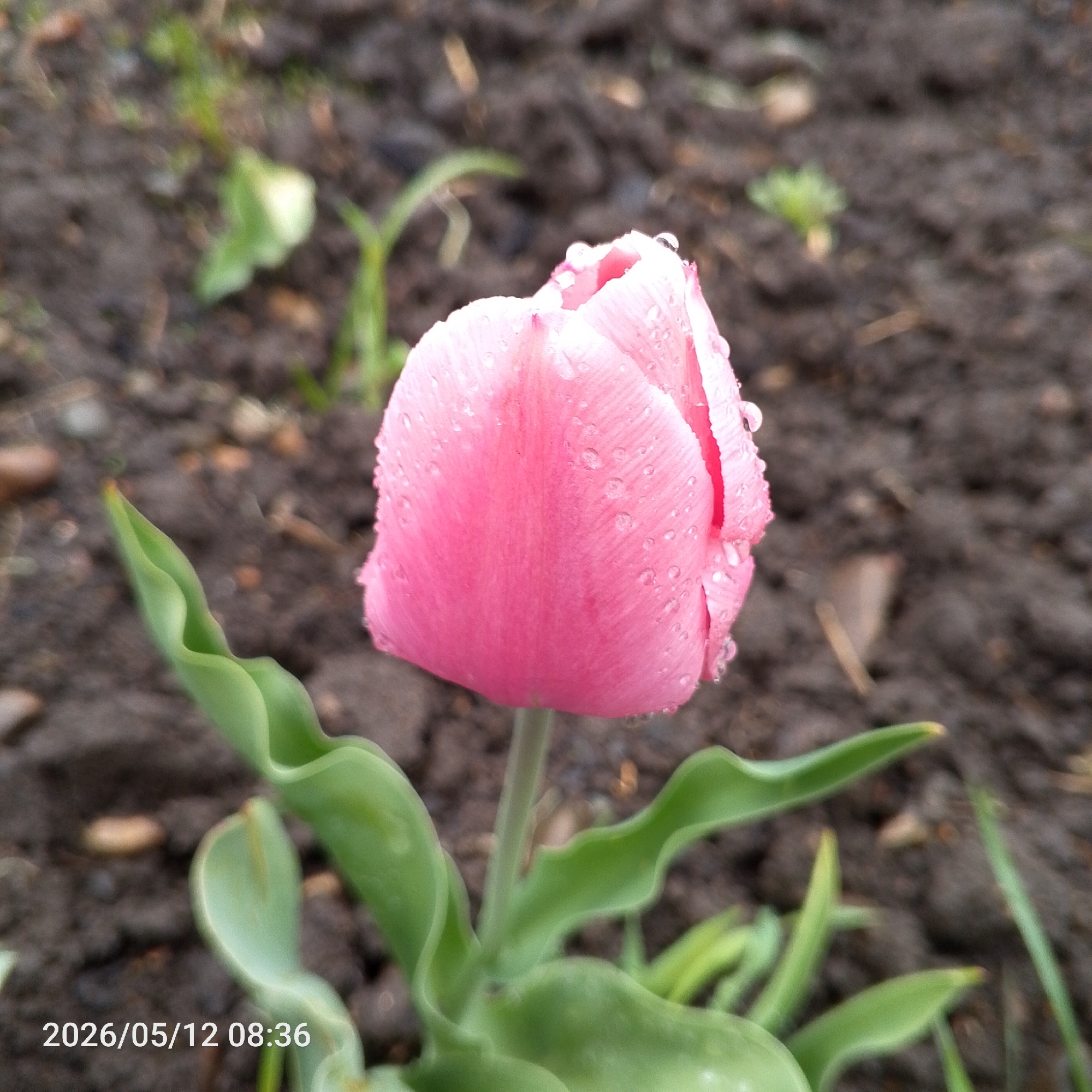 A close-up shot depicts a pink tulip bud, covered with water droplets, against a background of dark soil. The tulip is centered and in focus, displaying vibrant pink petals and several green, curved leaves at its base. The surrounding soil appears moist and contains small pebbles and plant debris. In the upper background, blurred green foliage is visible. The image is date-stamped "2026/05/12 08:36." The location is Chaikovsky, Russia. There are no people visible.