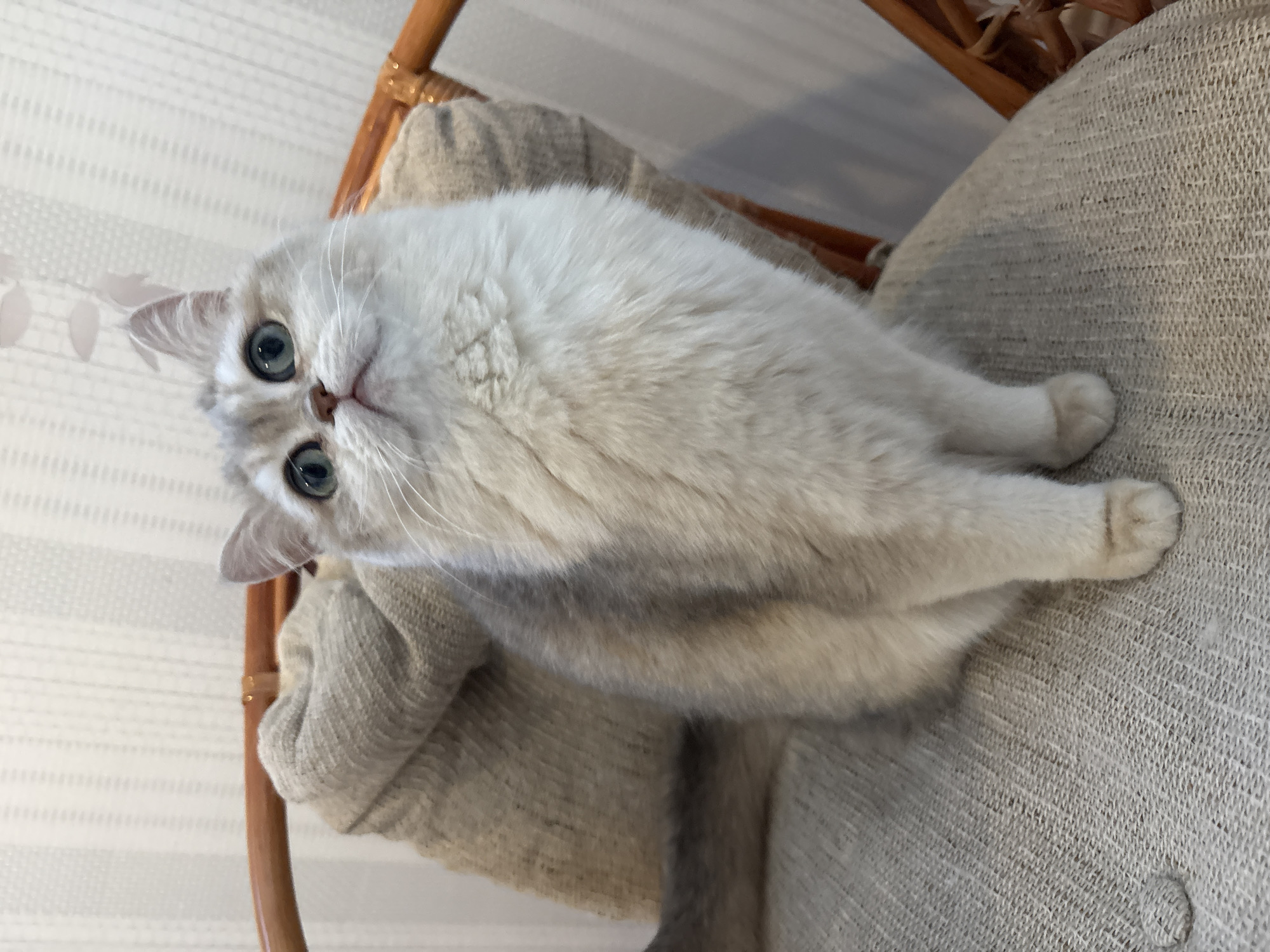 A white and gray cat with blue eyes is lying on a beige chair. The cat's head is tilted upwards, looking towards the camera. The chair is made of woven material and has a wooden frame. The background includes a striped wall and another chair. There is no evidence of Chaikovsky, Russia.