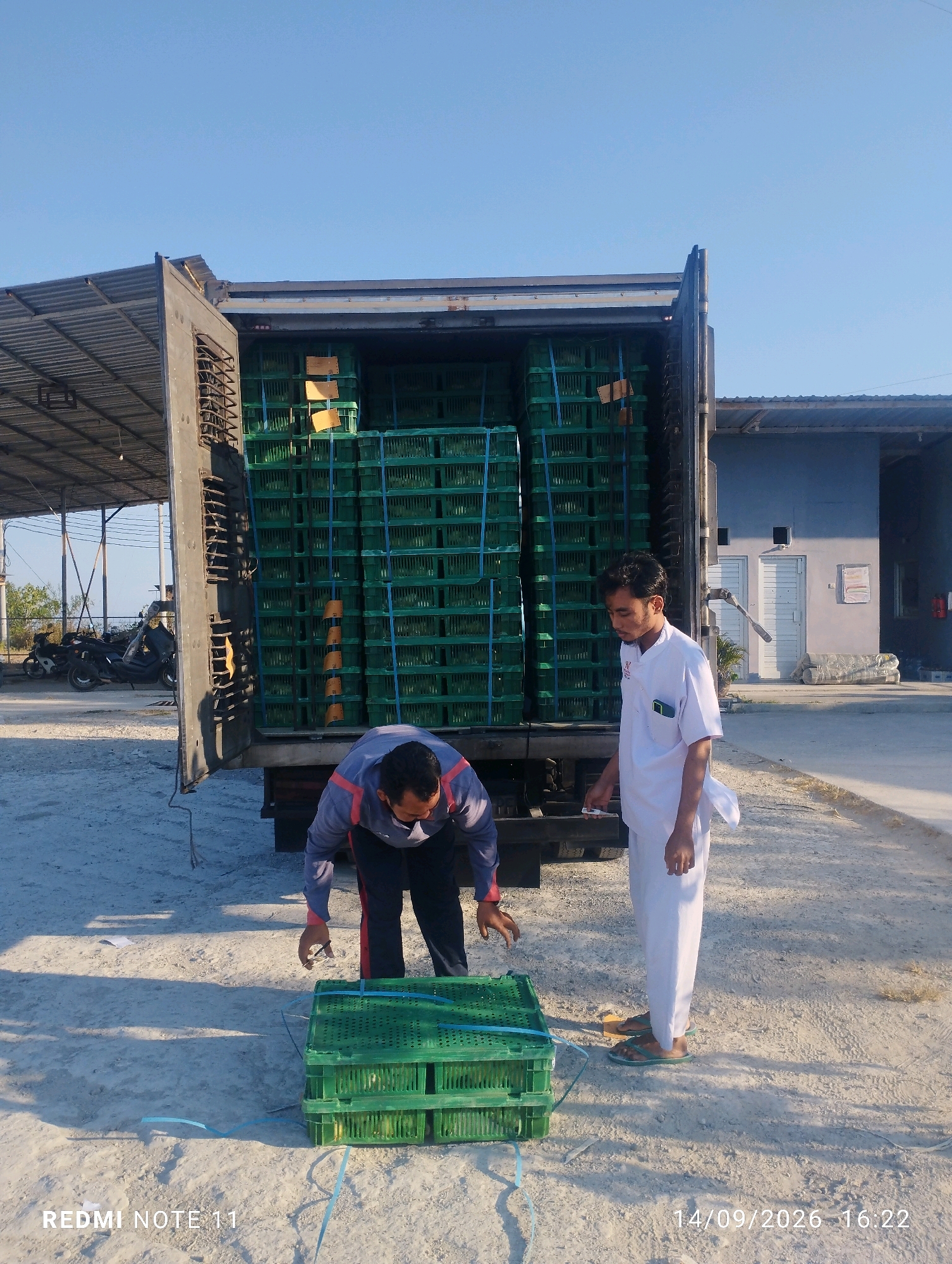 Two men are standing next to a delivery truck filled with green crates. One man, wearing a blue and red jacket, is bending over a stack of two green crates on the ground. The other man, wearing a white robe and pants, is standing and looking at the crates. The truck is open, revealing many more green crates stacked inside. The scene appears to be in a dusty outdoor area, possibly a loading dock, with a building and some motorcycles in the background. The date and time stamp on the image reads "14/09/2026 16:22", and "REDMI NOTE 11" is also visible. The location is Bero, Indonesia.