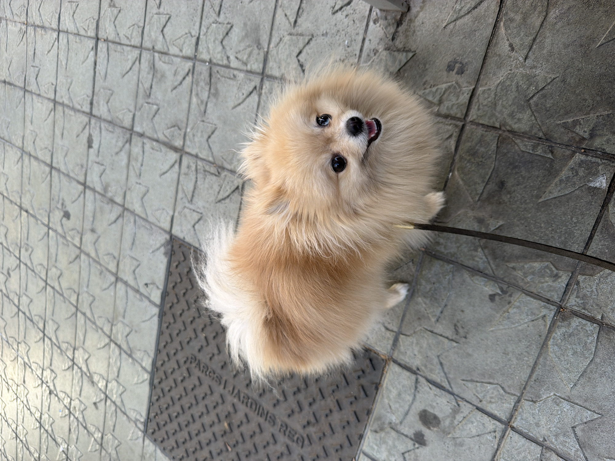 A Pomeranian dog is standing on a sidewalk made of grey square tiles, some of which have a raised pattern. A dark metal grate is partially visible on the left side of the image. The dog has light brown fur, black eyes, and its mouth is open, revealing its tongue and teeth. The dog is wearing a dark leash. The scene appears to be outdoors on a paved surface.