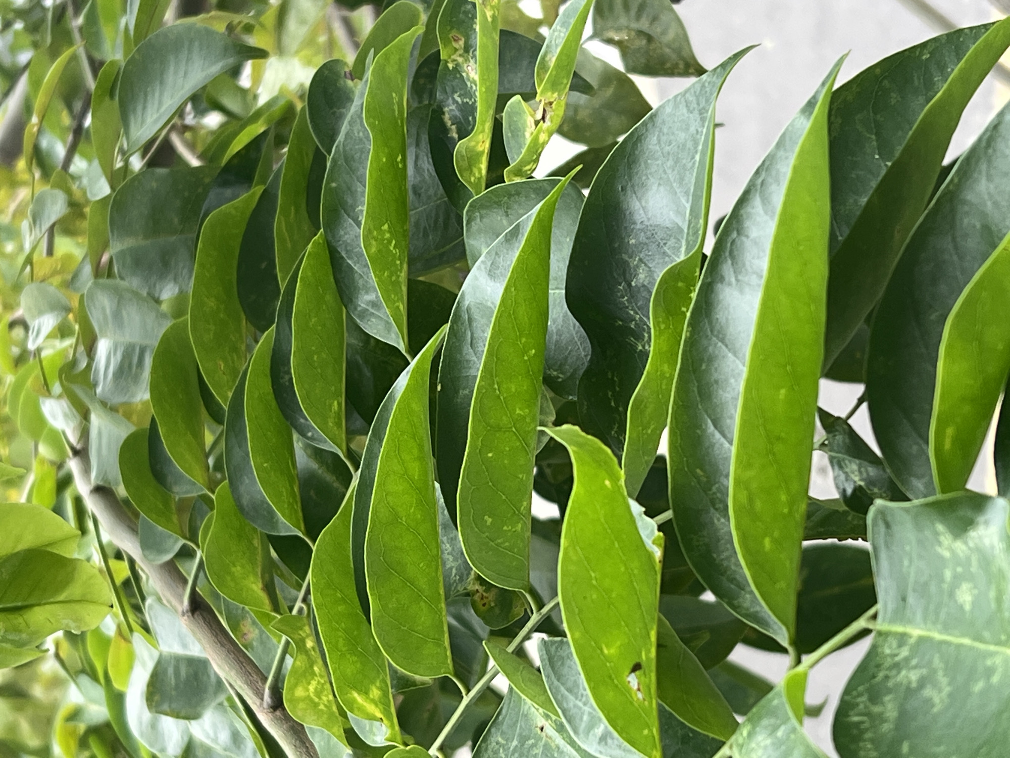 The image shows a close-up view of a plant with predominantly green leaves. The leaves are elongated and have a pointed tip. Some leaves display variegation with mottled patterns of lighter and darker greens. The leaves are densely packed together, creating a layered effect. A thin branch is visible among the leaves. The background is blurred and nondescript, appearing as a light gray or white color. Without additional information, the precise location within Nam Nha Trang Ward, Vietnam cannot be determined.