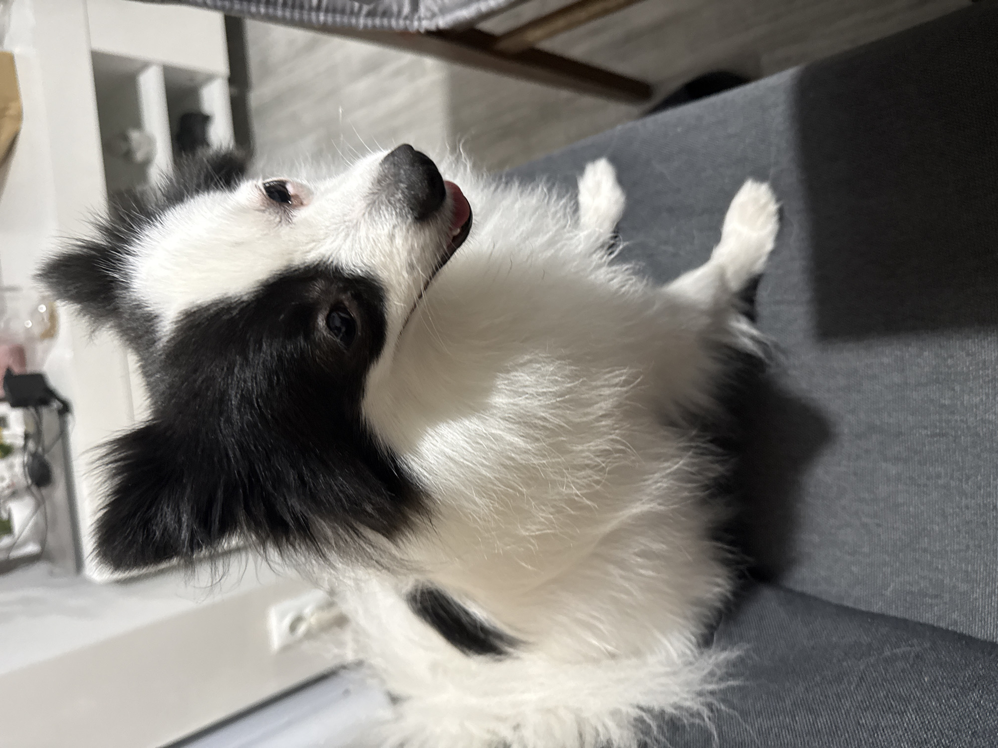 A medium shot captures a small, long-haired dog with black and white markings sitting on a gray upholstered surface, likely a chair or sofa. The dog has large, upright ears, a black mask over its eyes, and a white snout with a black nose. Its mouth is slightly open, revealing a pink tongue and a hint of teeth. The background is blurred, showing a wall and what appears to be a shelf unit with some items on it. The lighting suggests an indoor environment, possibly a home. There is no visible connection to the city of Stara Zagora, Bulgaria.