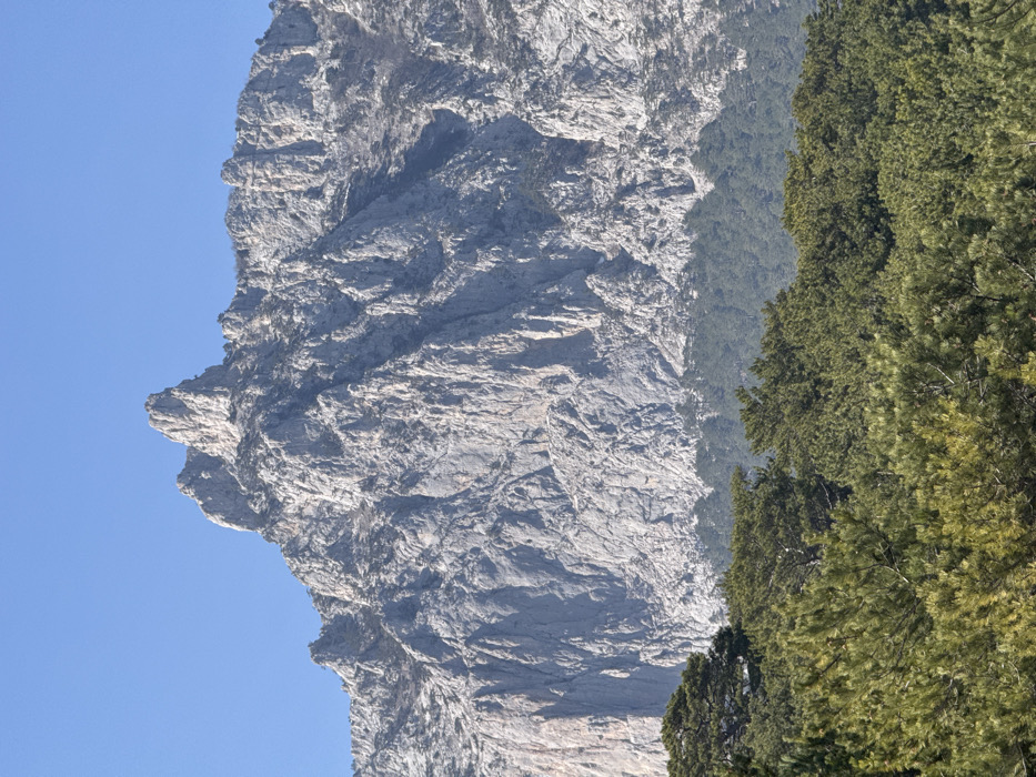This forensic image depicts a mountainous landscape located in the Кореизский поселковый совет, Ukraine. The scene is dominated by a massive, rugged mountain occupying the upper two-thirds of the frame, set against a clear, cloudless light blue sky. The mountain is characterized by extensive light gray, weathered rock formations featuring steep, textured faces, vertical crevices, and prominent jagged peaks, with a distinctive sharp pinnacle visible towards the upper left. Sparse, dark green vegetation, likely small trees or shrubs, is visible clinging to various ledges and in shaded recesses of the rock face. The lower third of the image is filled with a dense expanse of coniferous trees, primarily pines, displaying various shades of dark green. The trees in the immediate foreground are brighter and more defined, gradually transitioning into a denser, darker forest line at the base of the mountain. No individuals, structures, or discernible human activities are present within the frame.