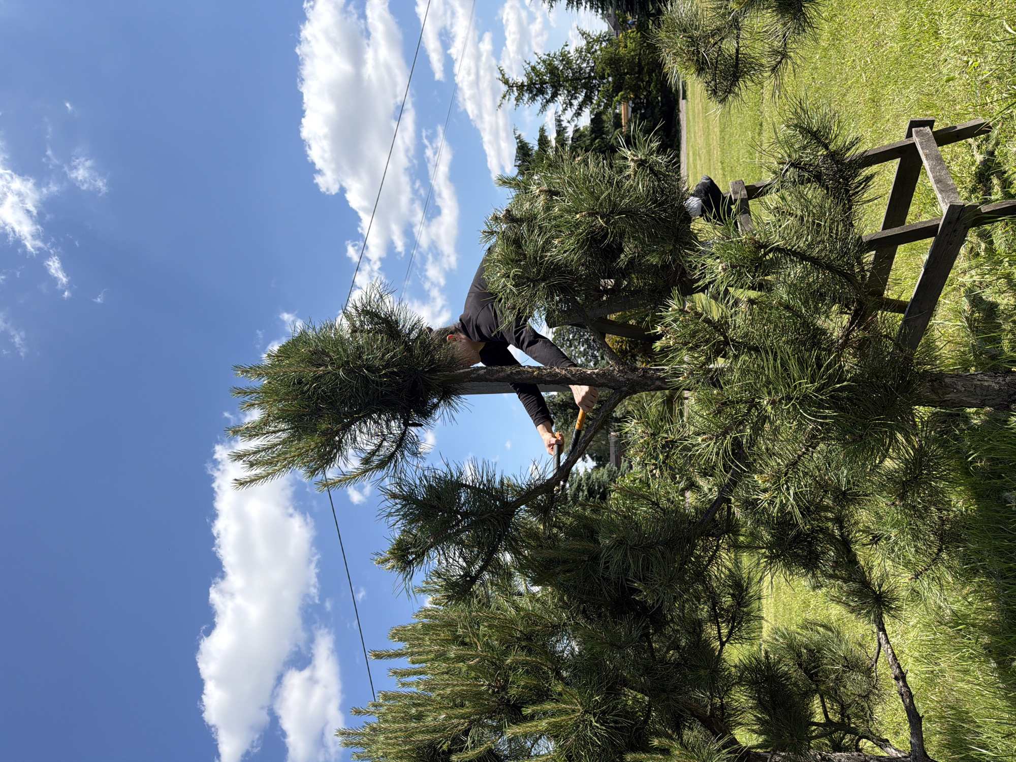 A person in a black long-sleeved shirt is pruning a pine tree on a sunny day. The person is standing on a wooden A-frame ladder positioned within the lower branches of the tree. They are holding a pair of orange-handled pruning shears and are in the process of cutting a branch. The tree has dense green needles and appears to be well-maintained. Behind the tree, a lush green lawn stretches out, with more pine trees and a blue sky with scattered white clouds visible in the background. There are power lines running horizontally across the upper portion of the image. The scene appears to be in the municipality of Strzyżowice, Poland, a rural or suburban setting given the presence of trees and open green space.