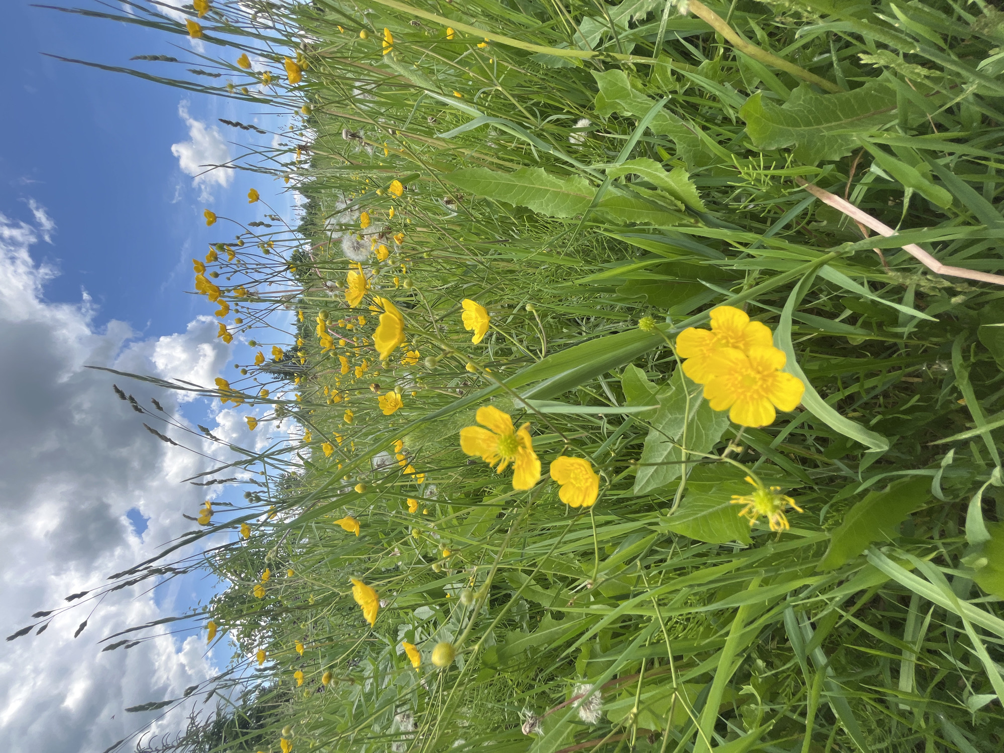 The image presents a low-angle, wide-view perspective of a vibrant natural meadow located in Сосново, Russia. The foreground and midground are densely populated with various shades of green grass and foliage, appearing lush and untamed. Numerous bright yellow buttercup flowers (likely *Ranunculus acris*), characterized by their glossy, five-petaled blossoms, are scattered throughout the greenery, some in full bloom and others appearing as green buds. White, spherical dandelion seed heads are also visible among the plants. The upper portion of the frame is dominated by a dynamic sky, featuring substantial patches of clear blue interspersed with a mix of white cumulus clouds and darker grey cloud formations, suggesting a partly cloudy but bright day. The lighting is consistent with natural daylight, casting subtle shadows within the dense vegetation. No human figures, animals, or man-made objects are present within the frame, emphasizing an undisturbed natural environment.