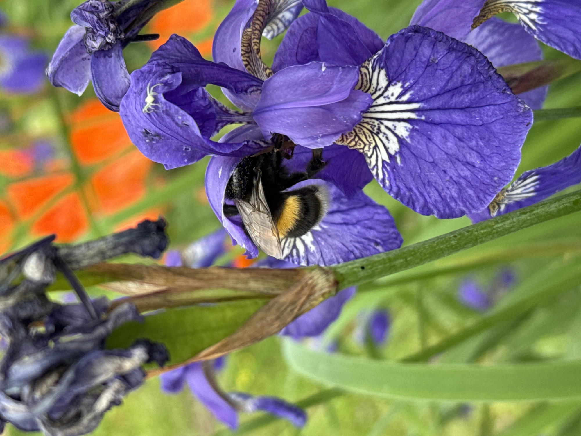 In Сульмаш, Russia, a close-up shot captures a bumblebee engrossed in collecting nectar from a vibrant purple iris flower. The bee, with its fuzzy black and yellow body, is partially submerged within the flower's petals. Surrounding the iris, other purple flowers and hints of bright orange in the background create a soft, natural setting. The focus is sharp on the bee and the flower, highlighting the intricate details of the insect's fur and the delicate texture of the iris petals, with a shallow depth of field blurring the background foliage.