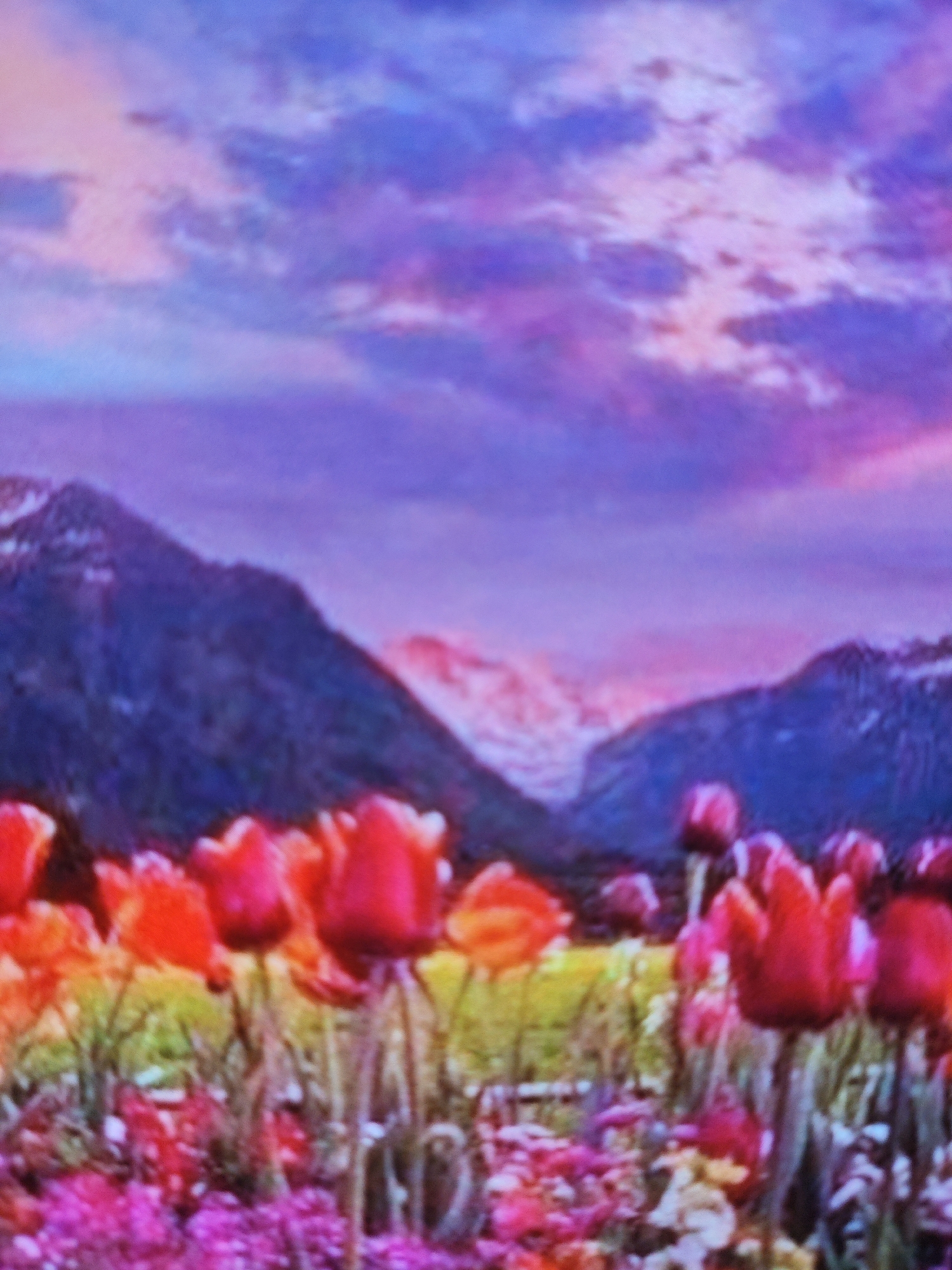 The image depicts a field of vibrant, out-of-focus tulips in the foreground, with a mountain range in the background under a vividly colored sky, featuring hues of purple, pink, and blue. The lighting suggests it might be dusk or dawn. There are no people or discernible actions. The location within the city of Armavir, Russia is not identifiable from the visual information provided.