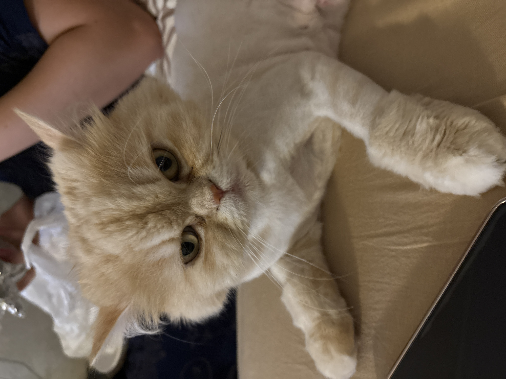 The image shows a light-colored cat lying on a beige sofa. The cat has light orange fur around its face, with white fur on its body. It is lying on its back, with its paws extended. The cat's eyes are open and looking towards the camera. The background shows a person's arm and shoulder, and a dark object that might be a phone. The scene appears to be indoors, likely in a home. The lighting suggests it could be daytime, but it is difficult to determine the exact time of day. The cat seems relaxed and comfortable on the sofa. There is no visible text in the image. The location context provided is Heerlen, Netherlands.
